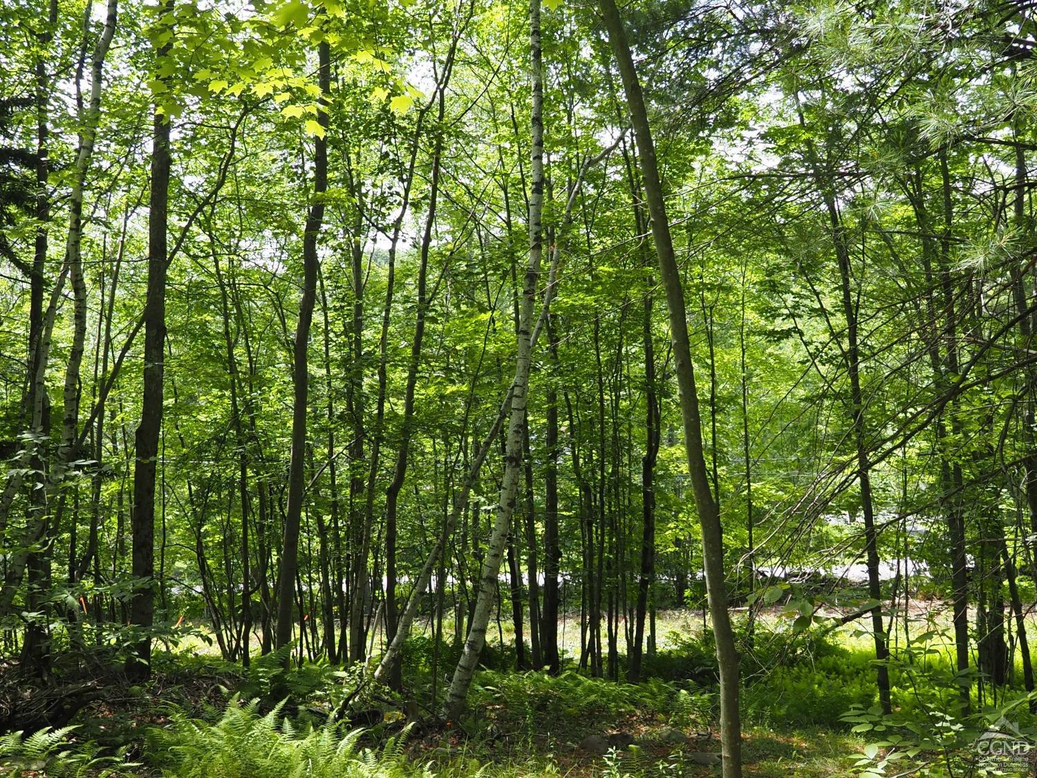 Scribner Hollow Road, Hunter, New York image 9