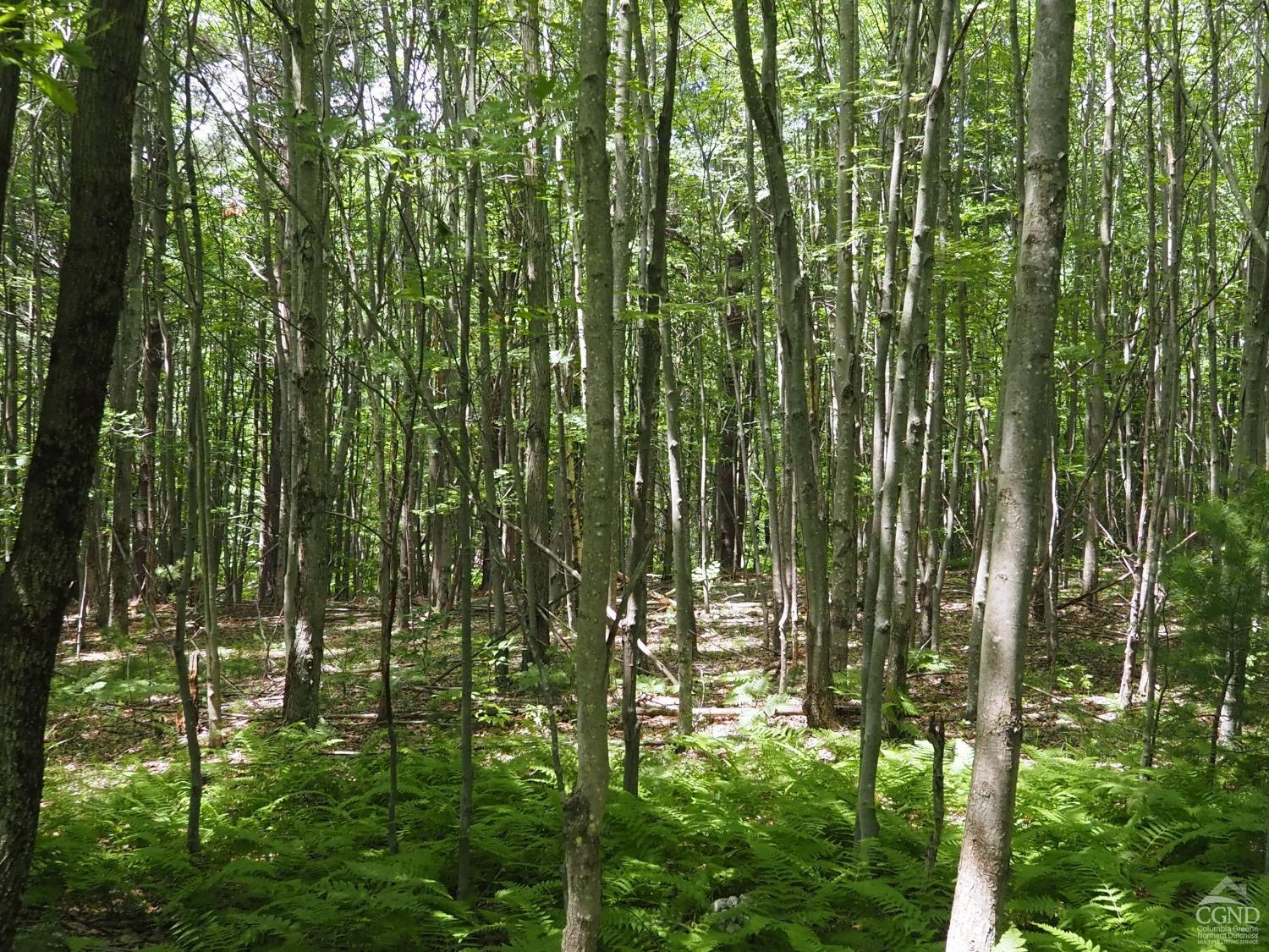 Scribner Hollow Road, Hunter, New York image 19