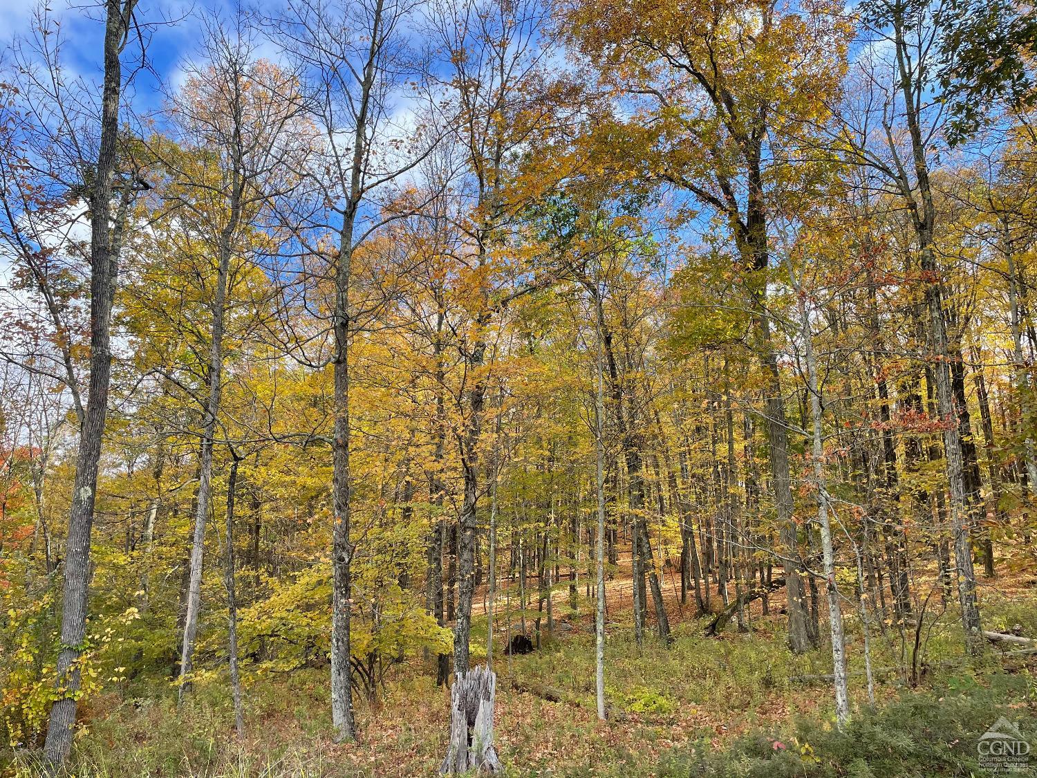 Fiddlehead Lane, Austerlitz, New York image 1