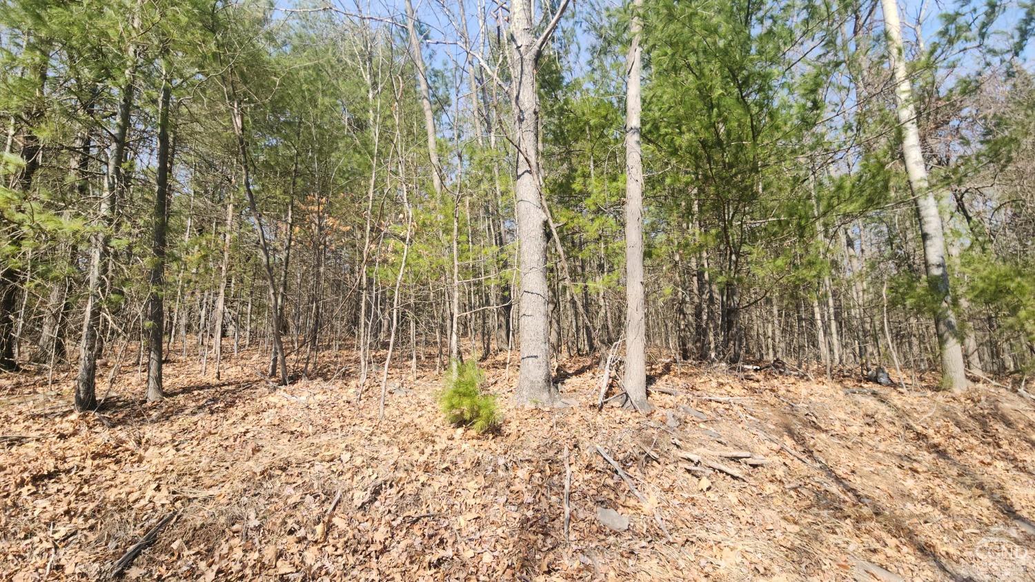 Old Tyler Road, Durham, New York image 4