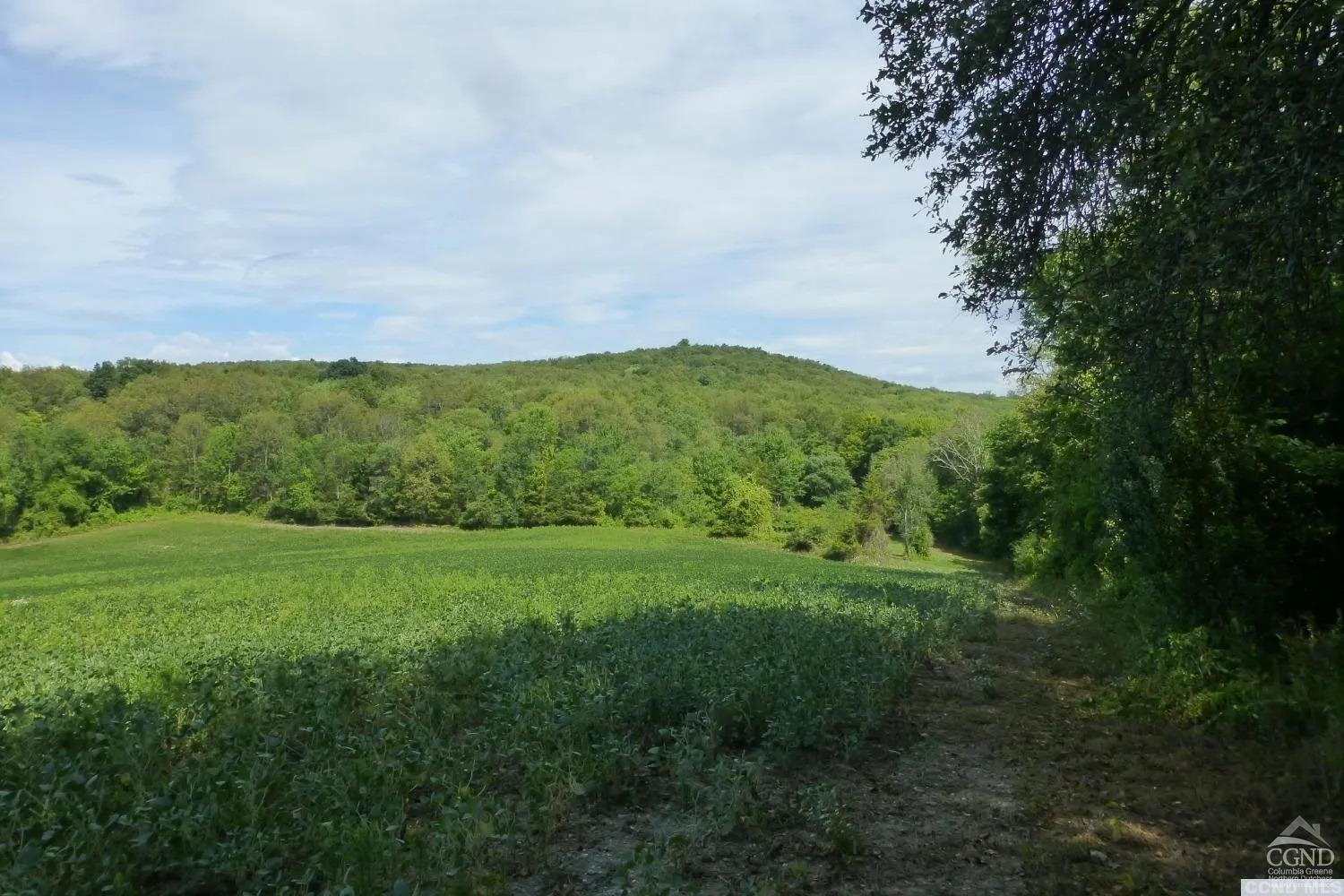 Dam Road Creek #3, Ancram, New York image 6