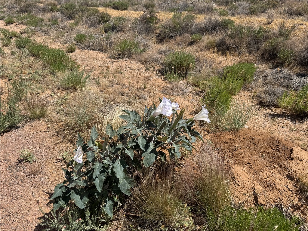 9850 N Saddleback Drive