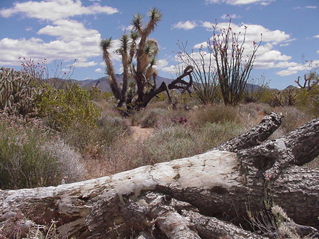 242-03-005 S Sundance Kid Road