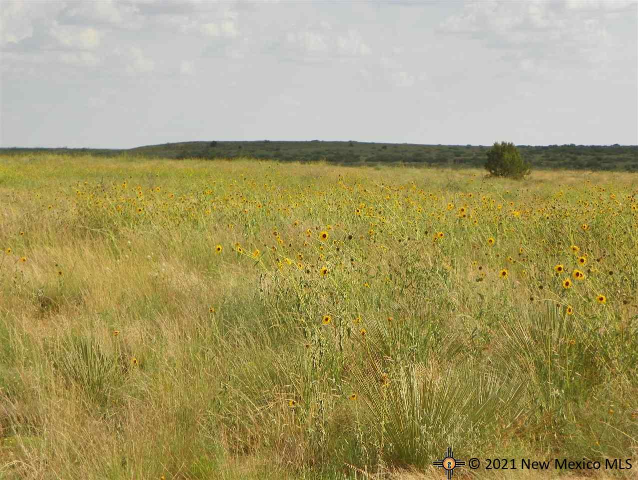 6G Lot Quay Road Ai, Tucumcari, New Mexico image 7