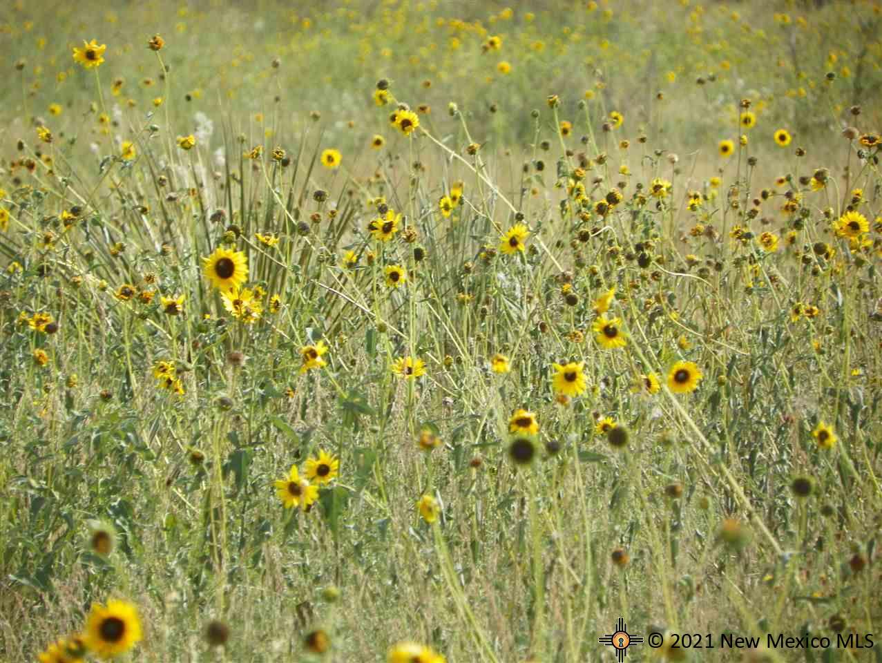 6G Lot Quay Road Ai, Tucumcari, New Mexico image 5