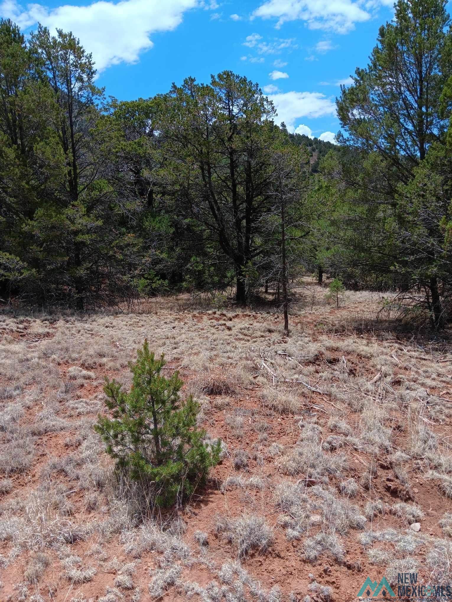 Lot 53 Johnnys Drive, Timberon, New Mexico image 2