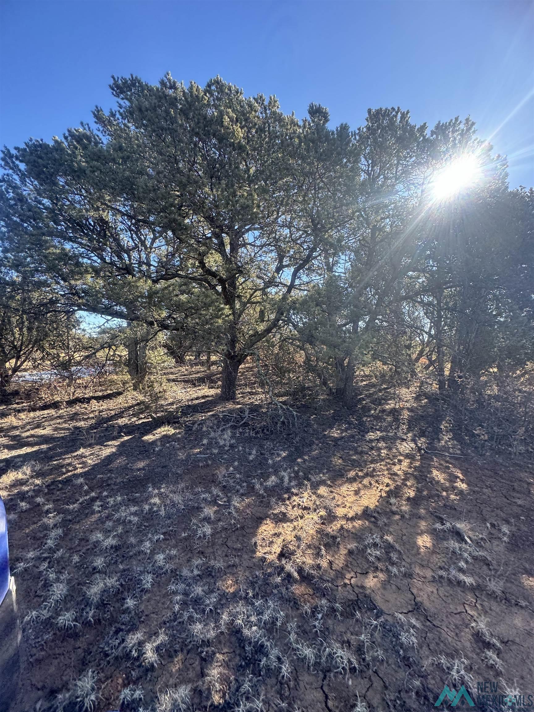 320+/-ac Apache Mesa, Las Vegas, New Mexico image 6