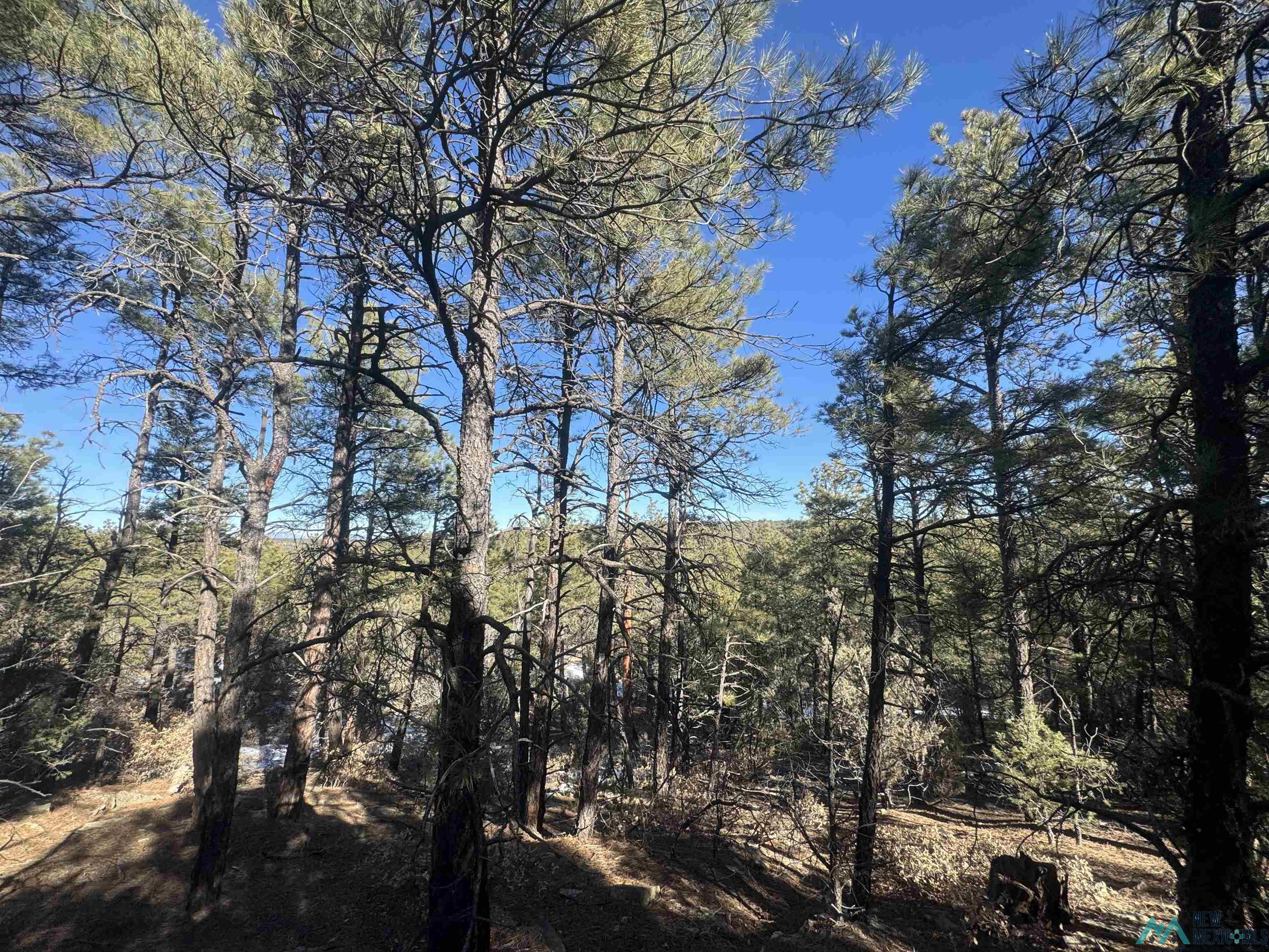 320+/-ac Apache Mesa, Las Vegas, New Mexico image 9