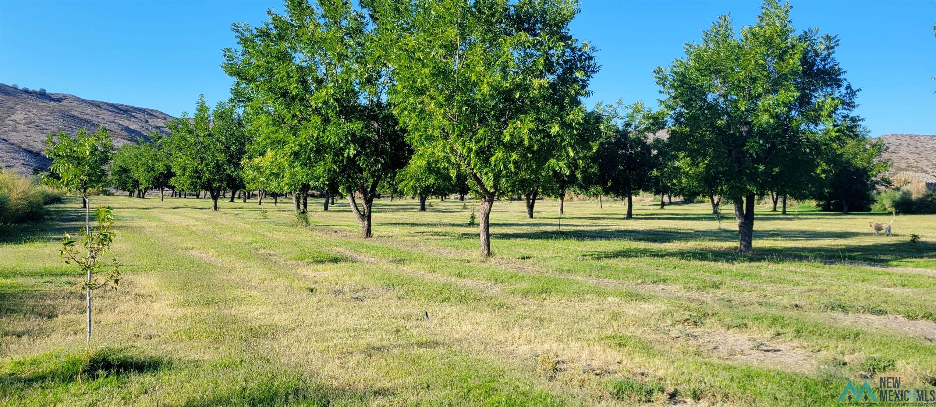 714 Hwy 52 Road, Cuchillo, Texas image 8