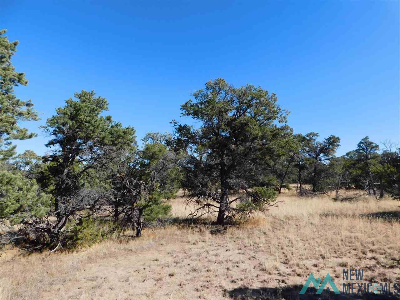 LOT 127 Agua Fria Loop, Quemado, New Mexico image 5