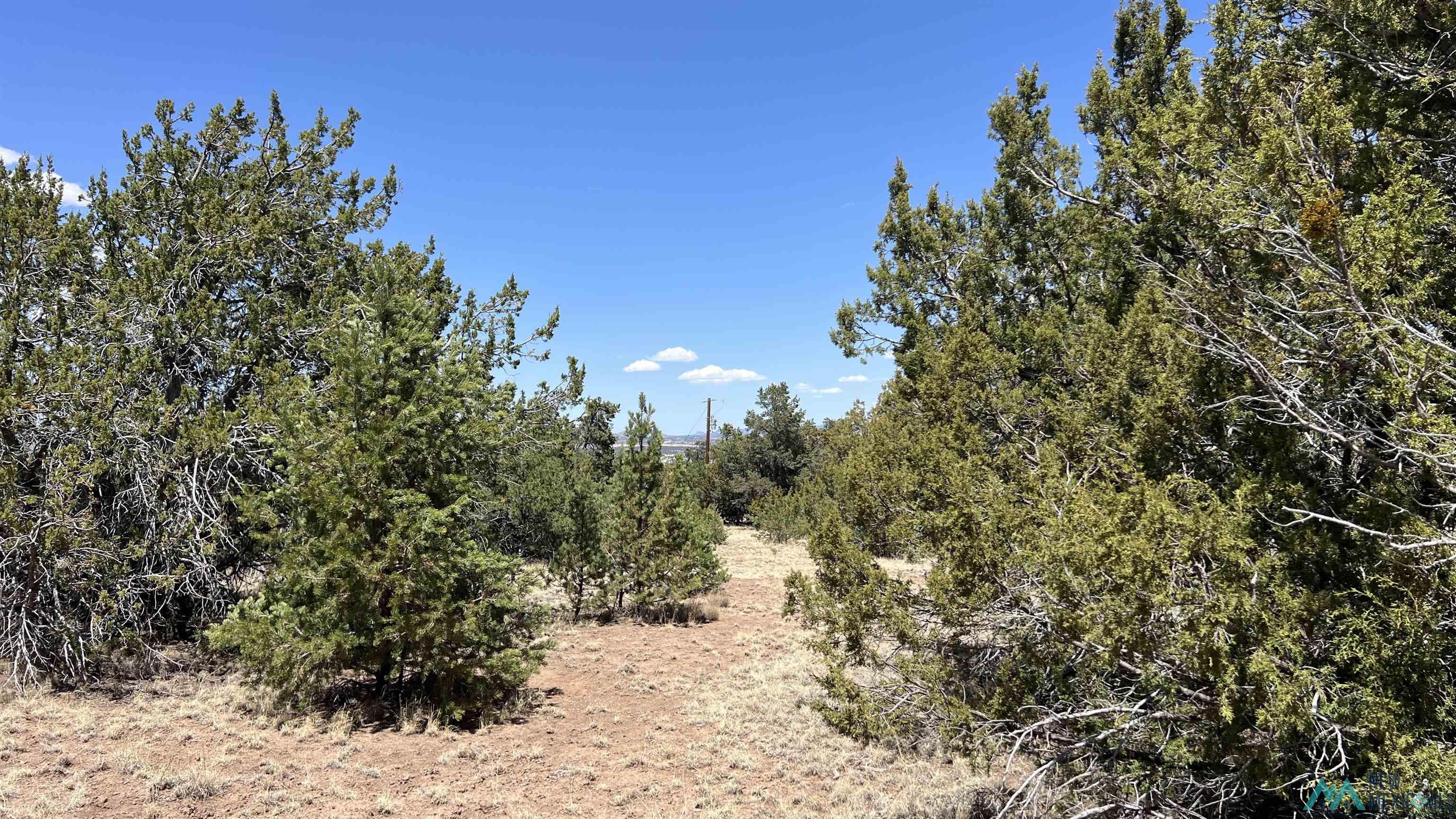 Lot 66 Wagon Road, Datil, Texas image 12