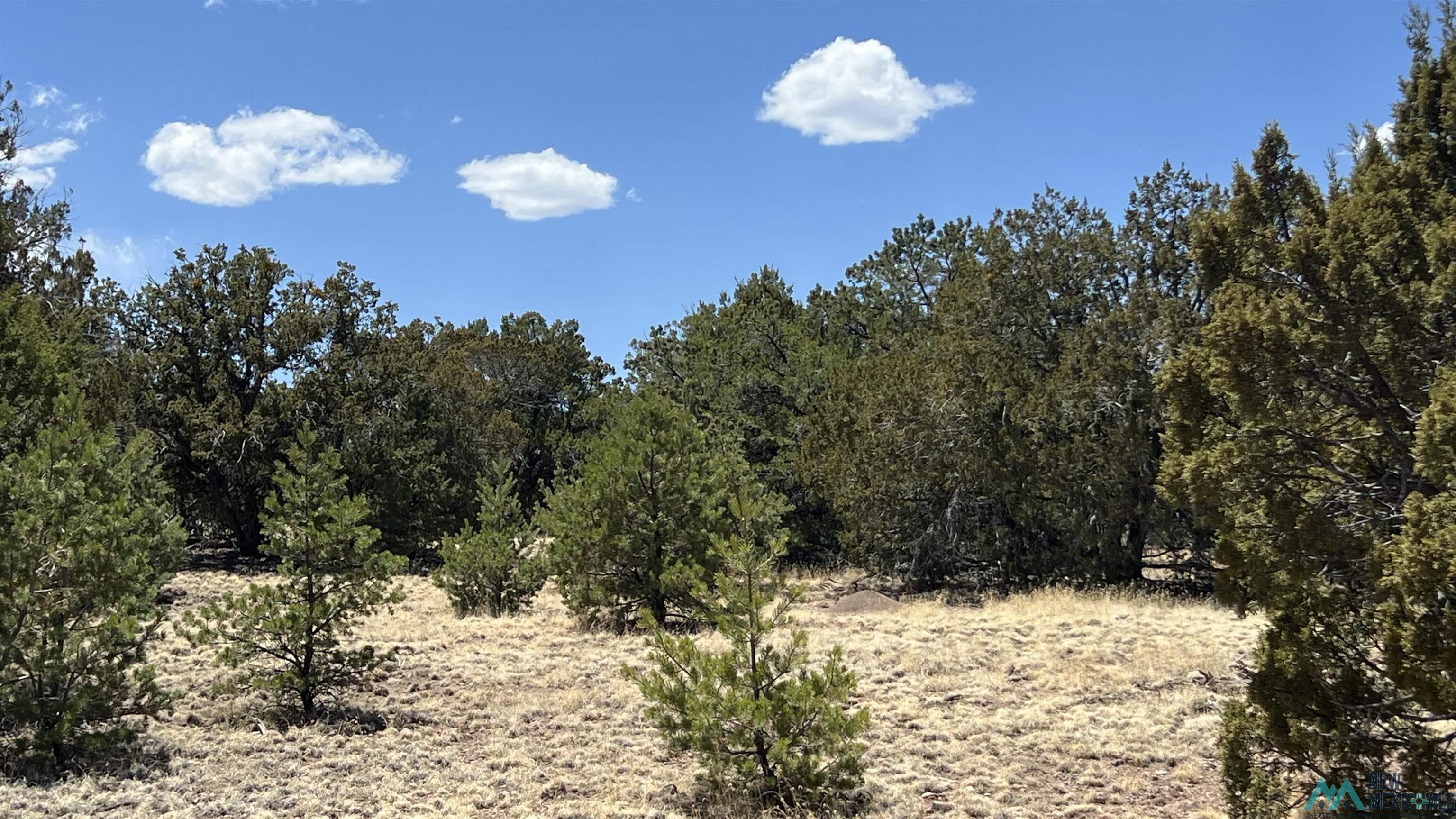 Lot 66 Wagon Road, Datil, Texas image 8