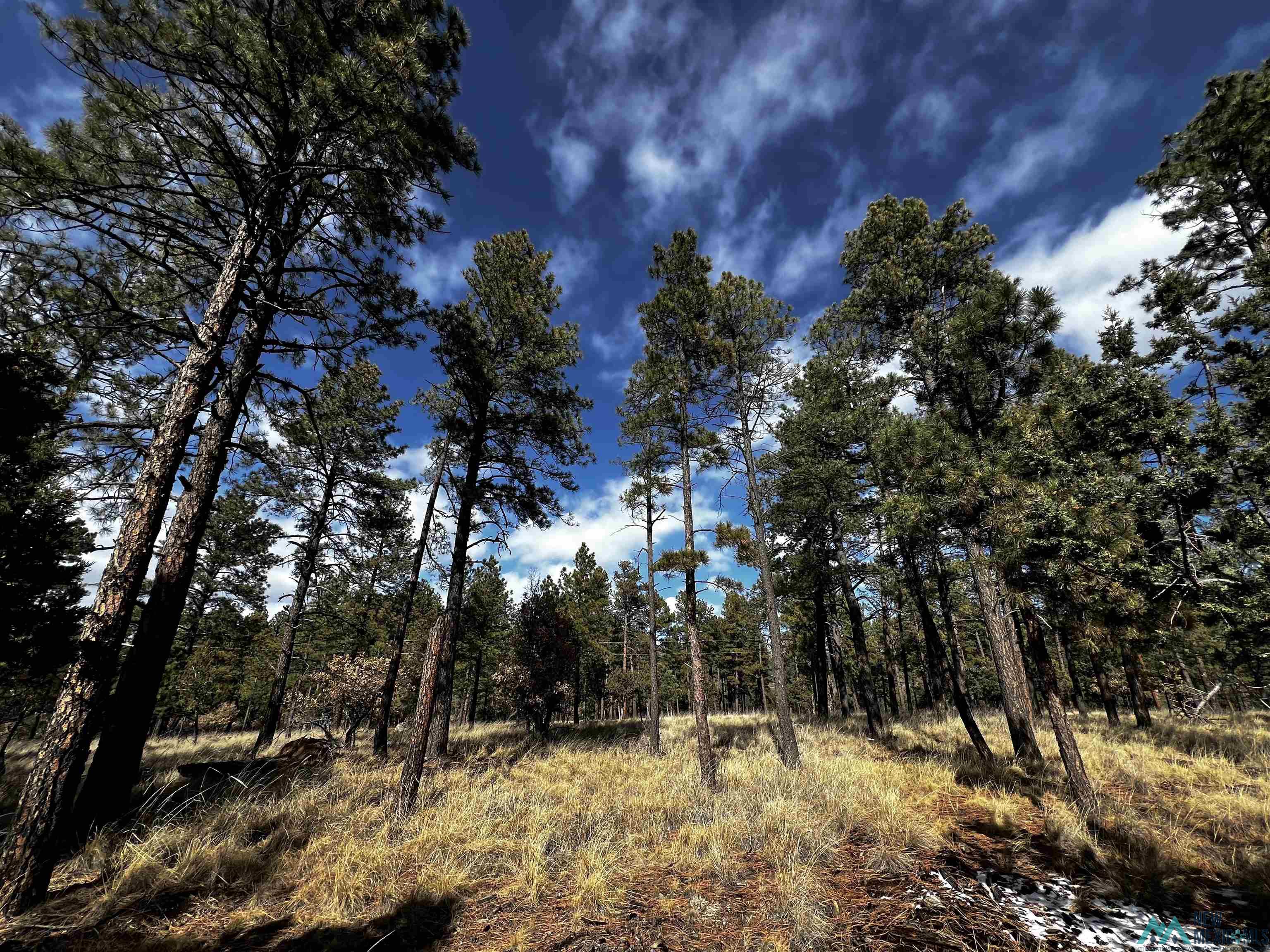 TBD Timber Lot16 Drive, Timberon, Texas image 2