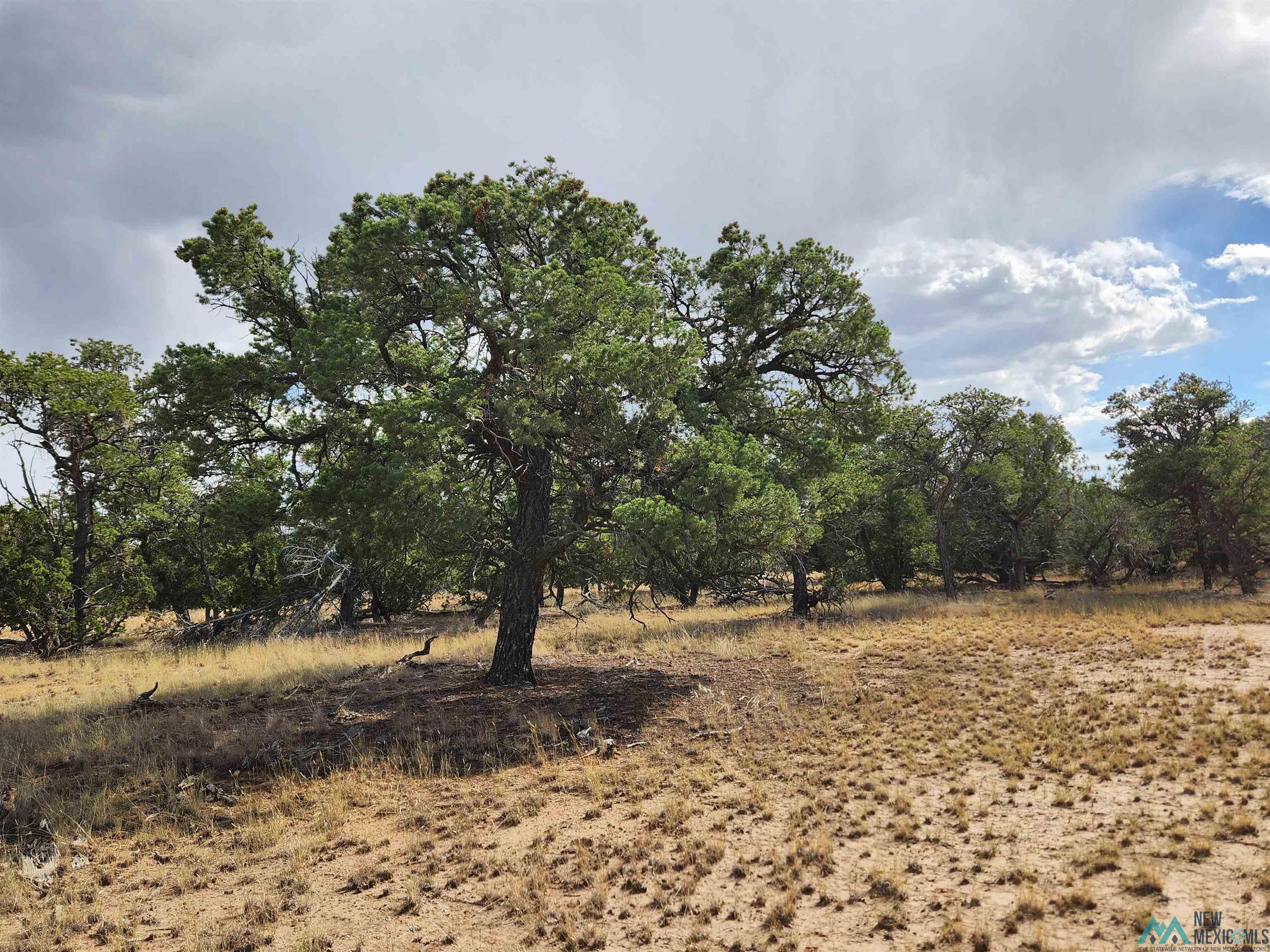 136 Ponderosa View Road, Pie Town, New Mexico image 6