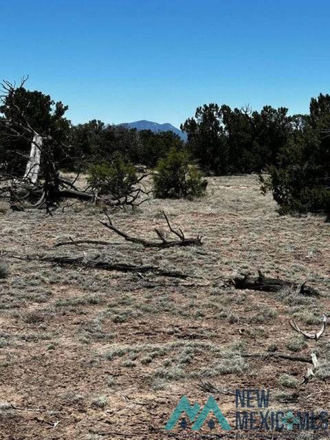 Vacant Land For Sale - XX Tomahawak Trail<br/> Catron County, Quemado, NM 87829