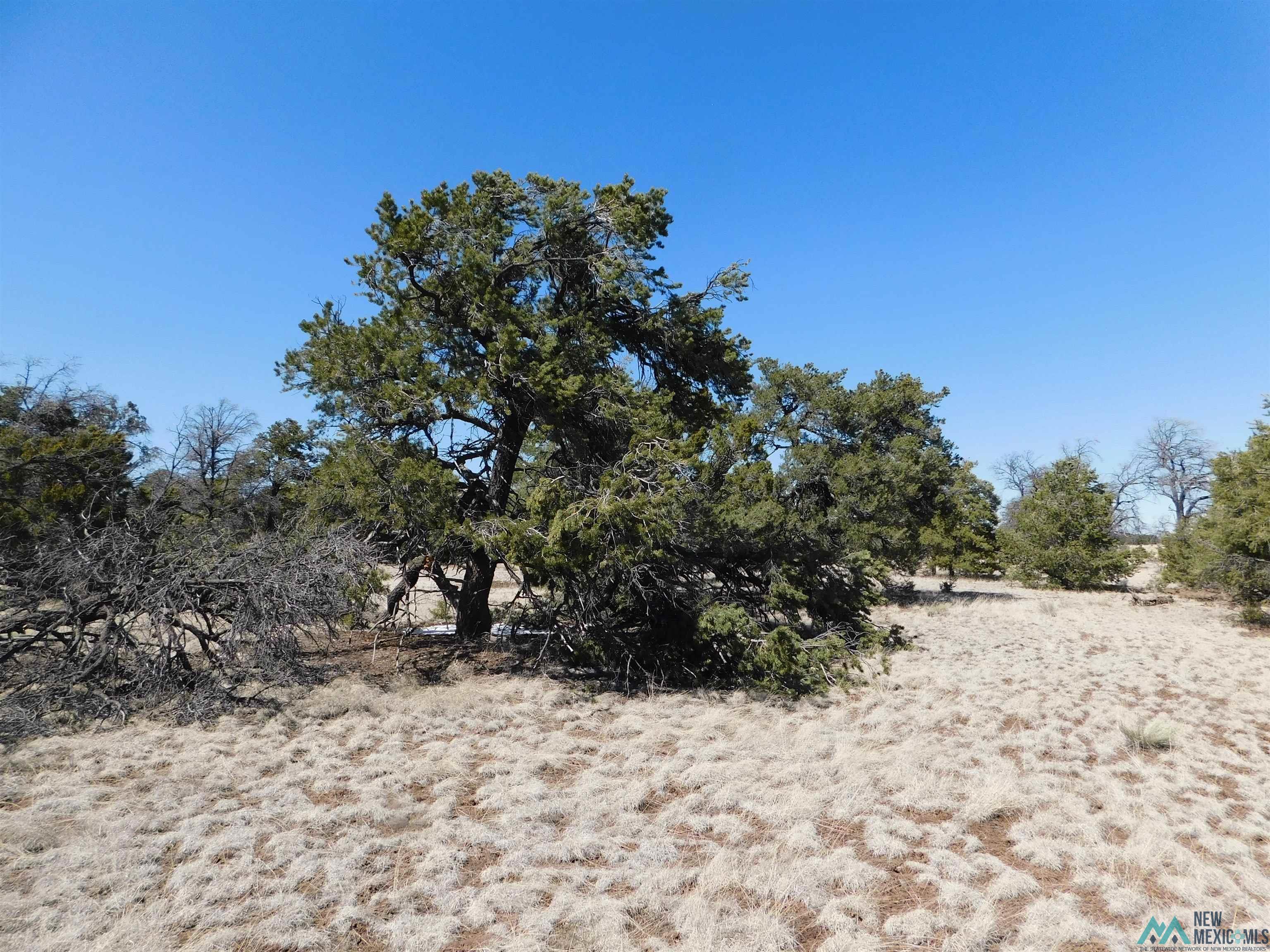 LOT 70 Creekside Drive, Quemado, New Mexico image 7