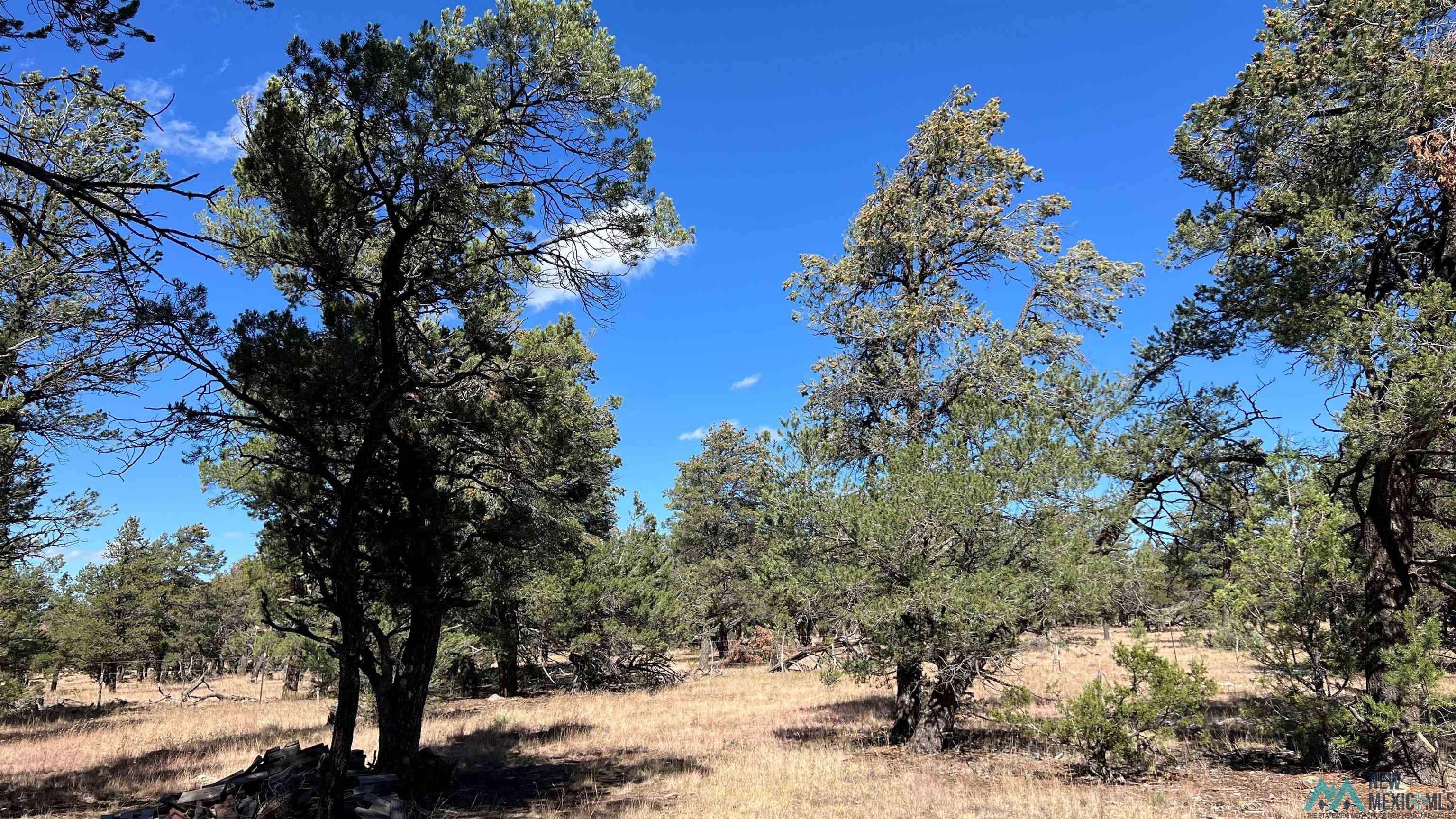 138 El Caso Road, Quemado, New Mexico image 22