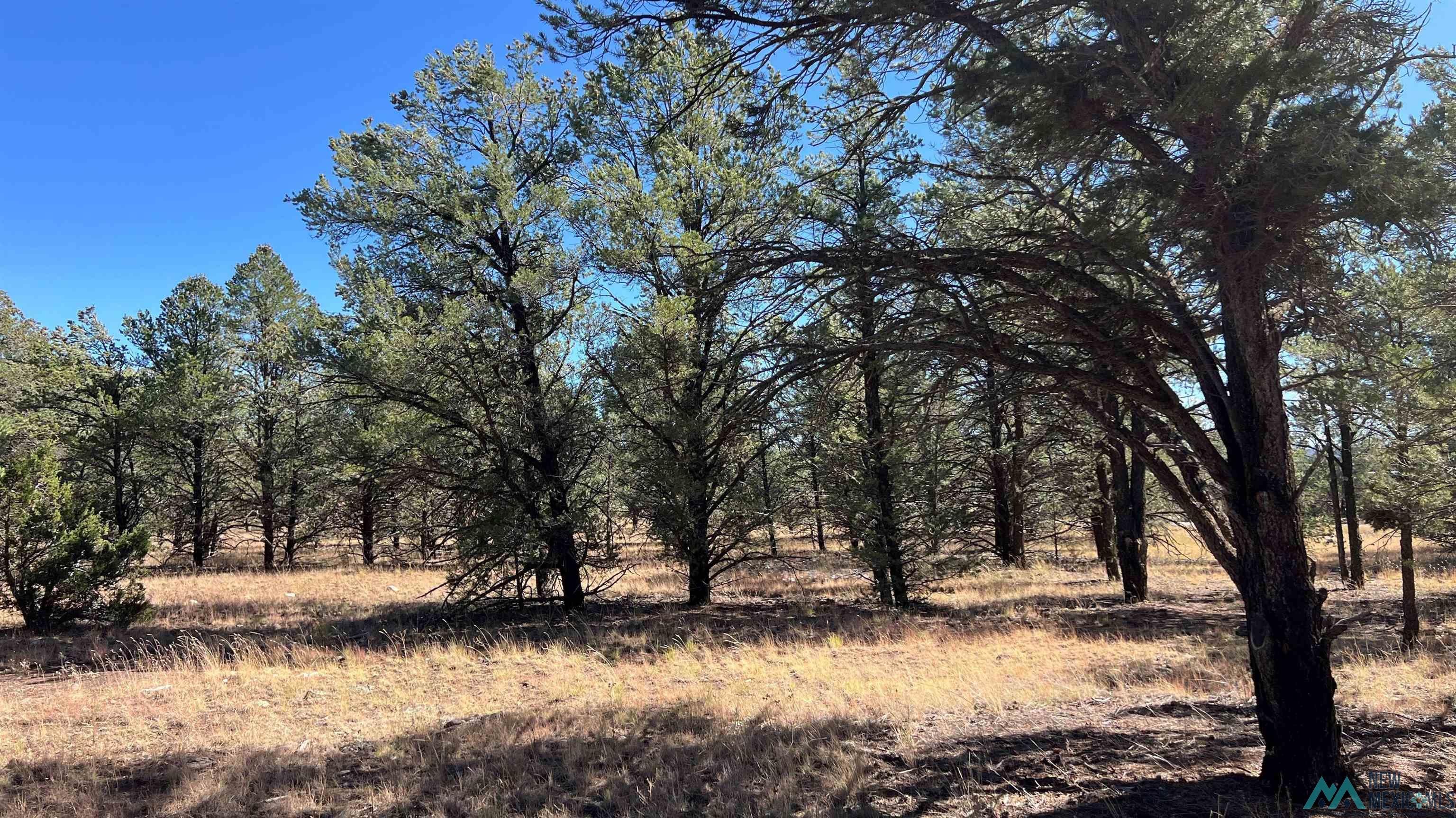 138 El Caso Road, Quemado, New Mexico image 21