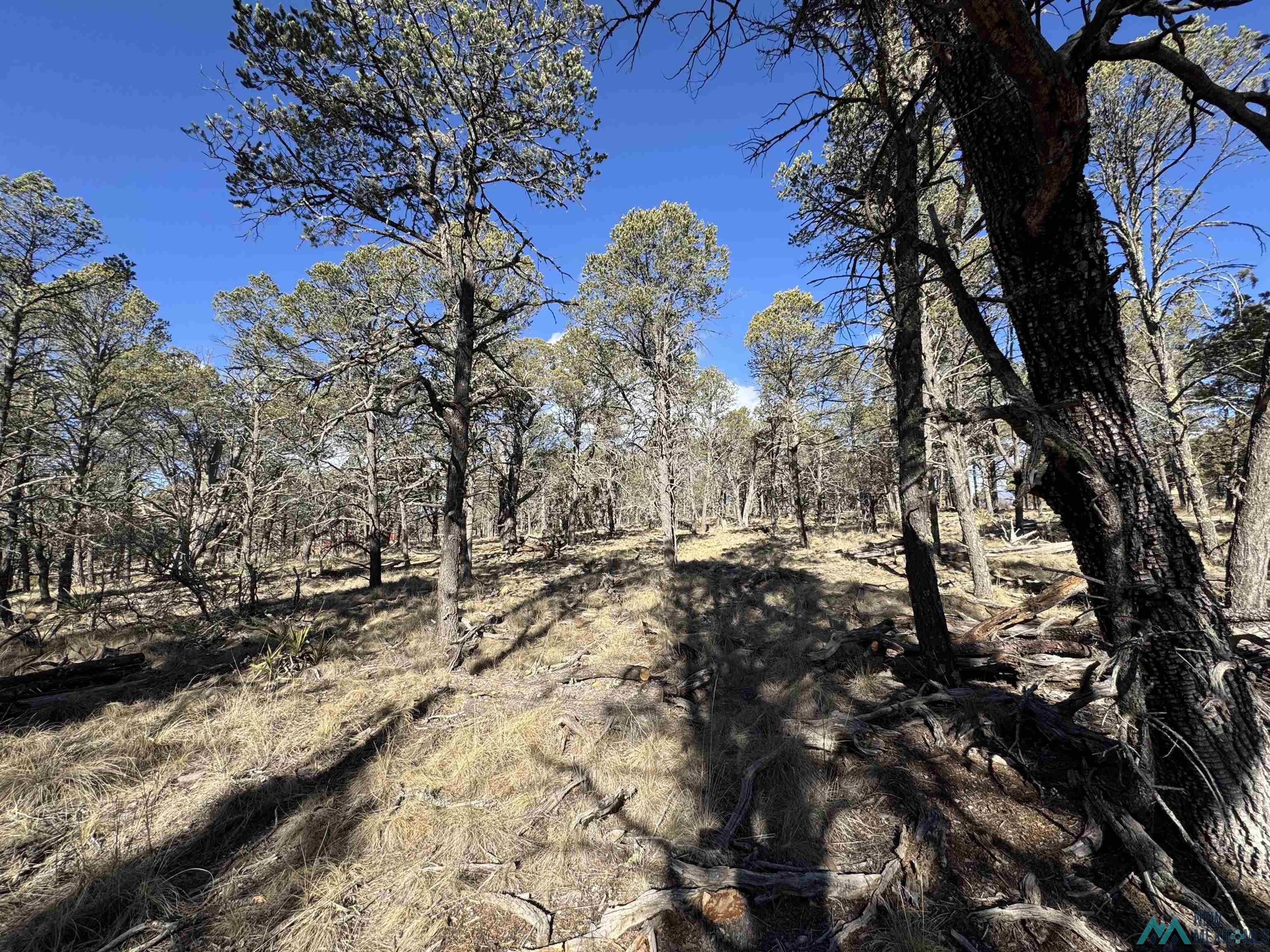 32 Cabin Lane, Timberon, New Mexico image 33