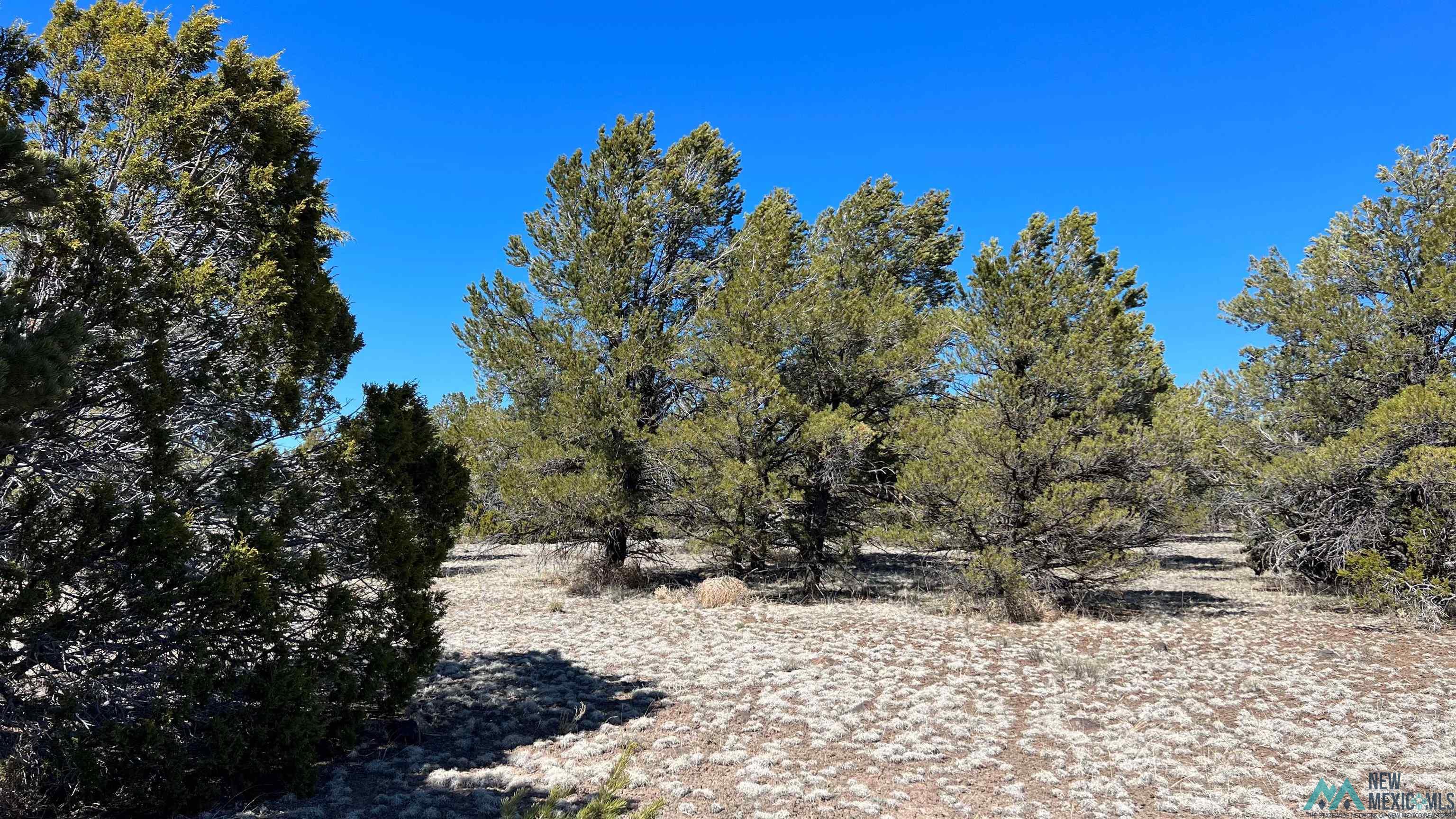 3 Silver Spur, Quemado, New Mexico image 34