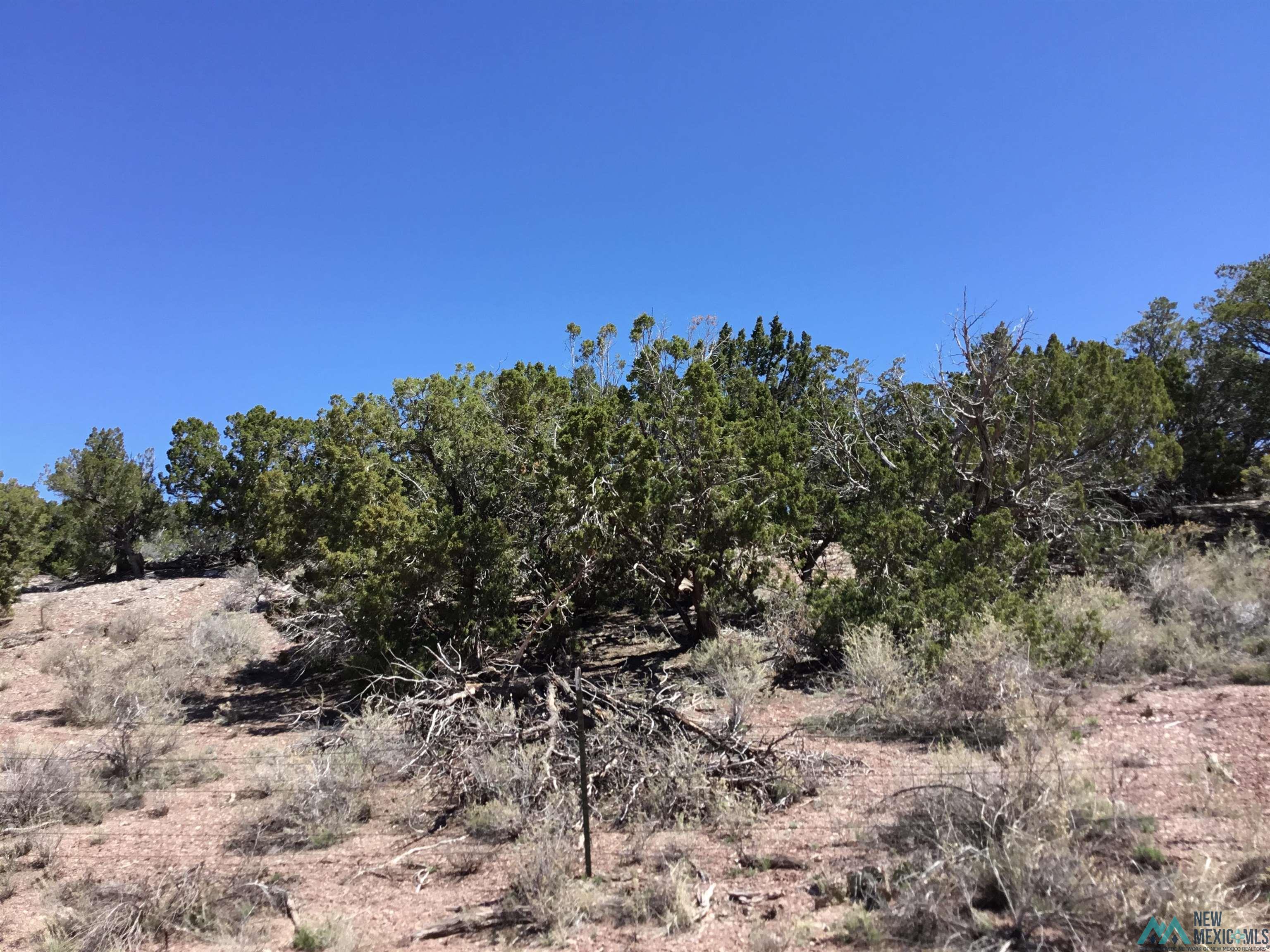 TBD Palomino Loop, Jamestown, New Mexico image 39