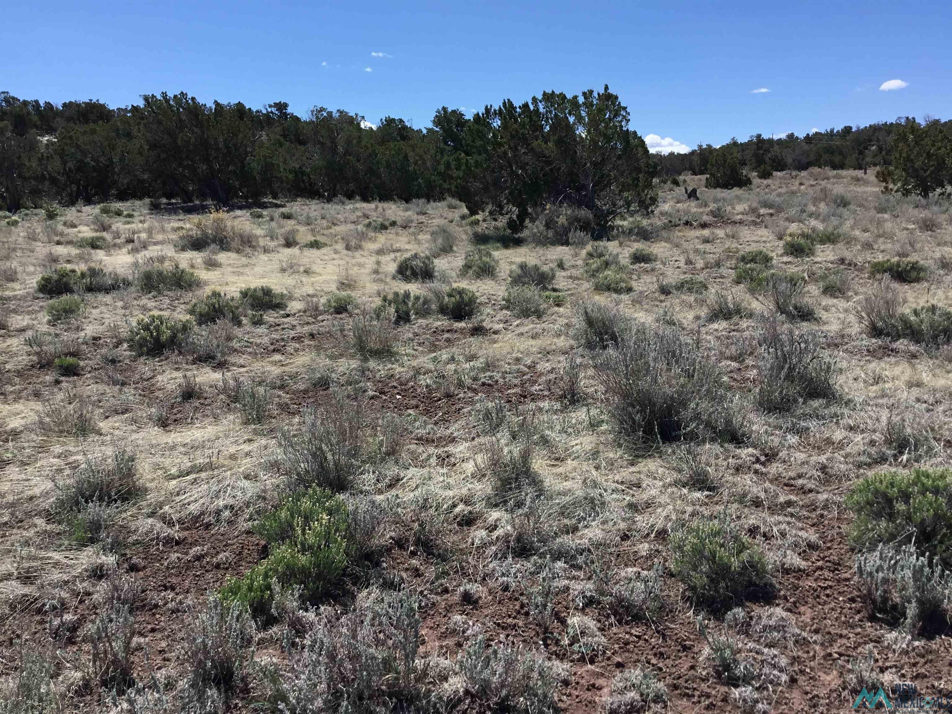 TBD Palomino Loop, Jamestown, New Mexico image 4