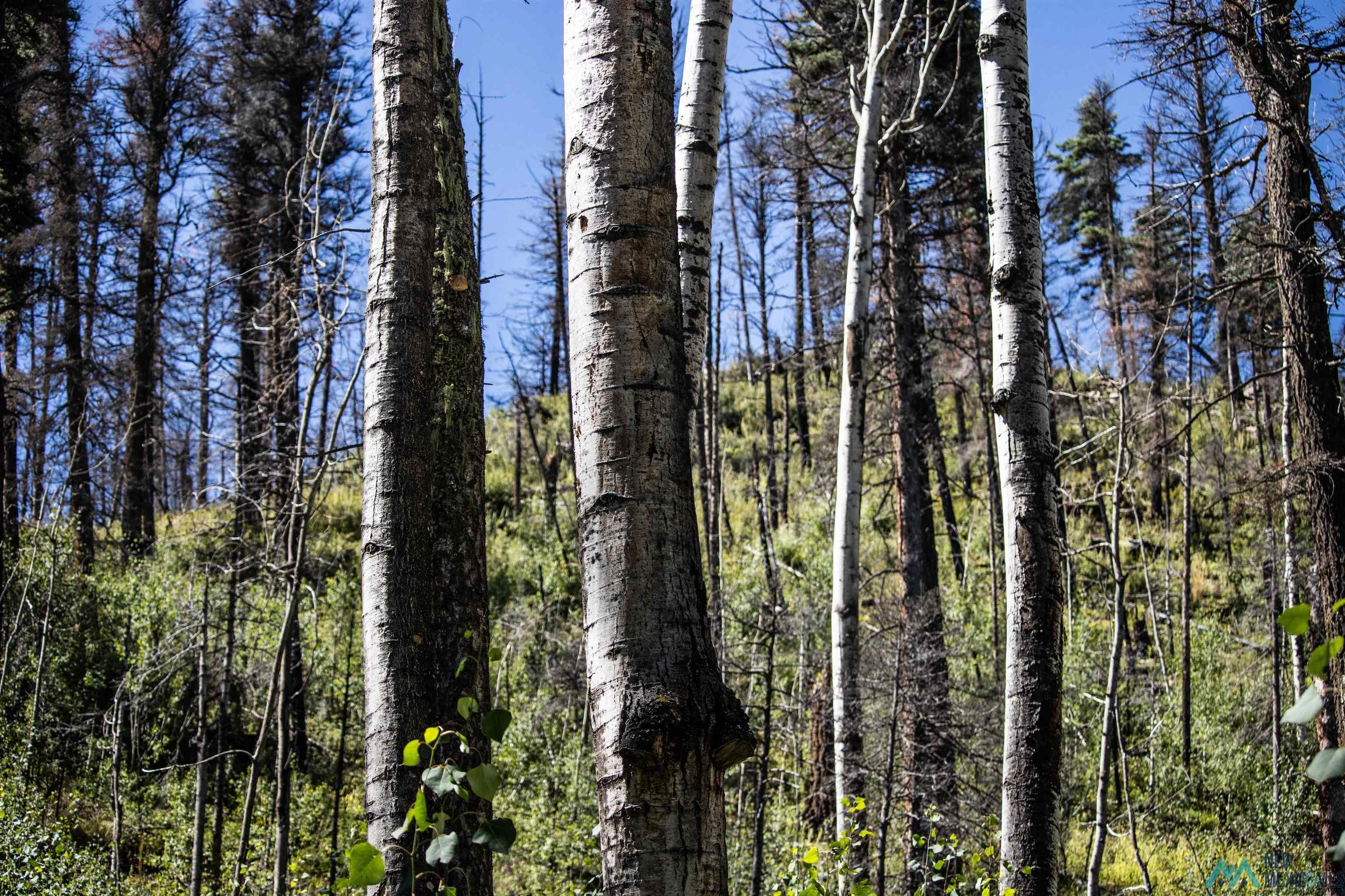 Luna Canyon Mora County, Chacon, New Mexico image 8