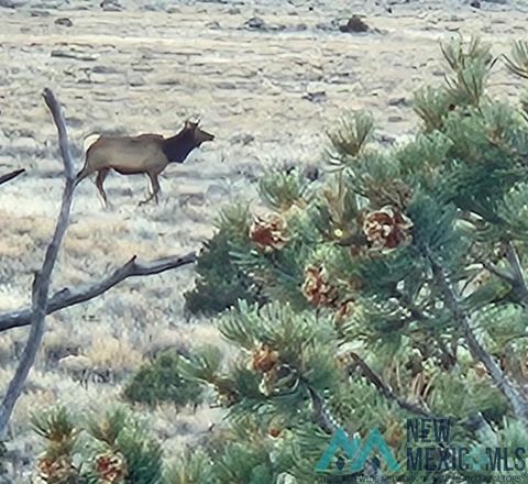 Vacant Land For Sale - TBD Highway 285<br/> Tres Piedras, NM 87577