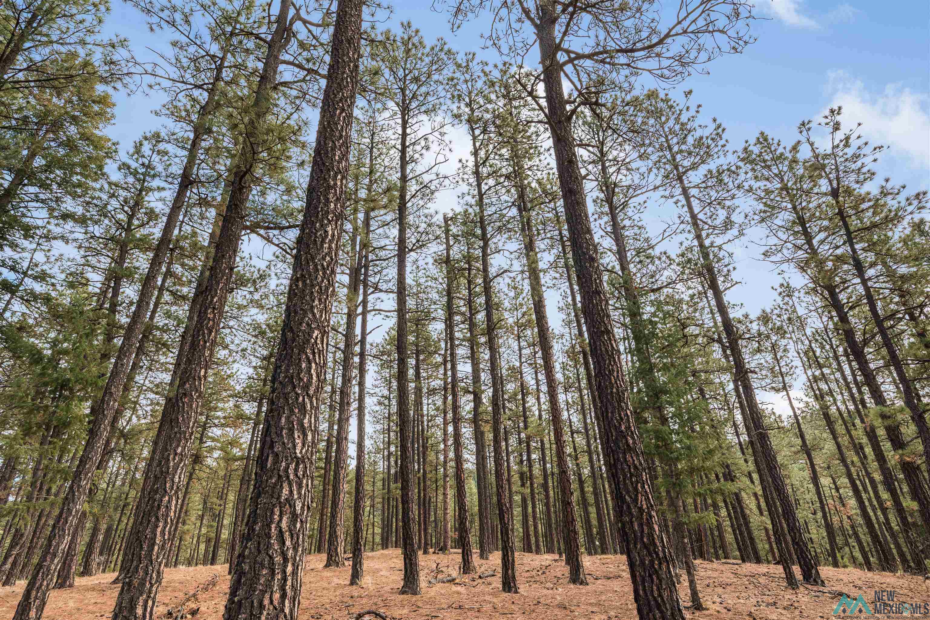 Lot 93 Camino Facil Road, Rociada, New Mexico image 4