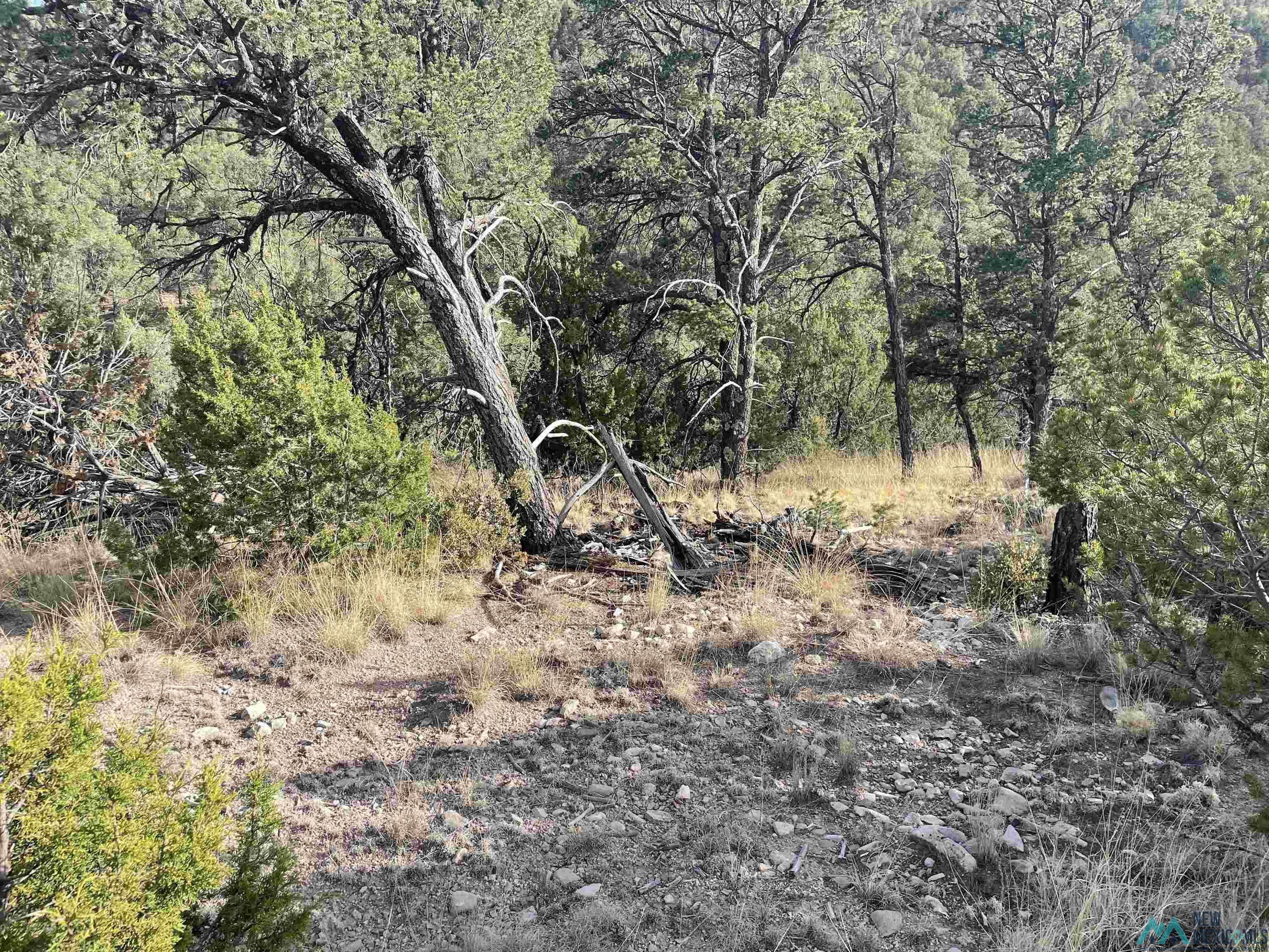 102 Longfellow Avenue, Timberon, New Mexico image 3