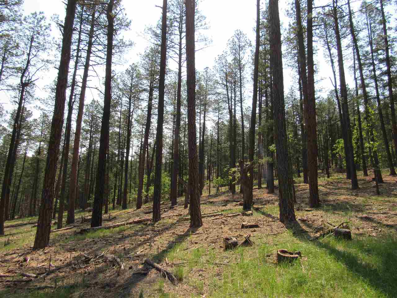 47 48 49 Camino Facil Road, Rociada, New Mexico image 8