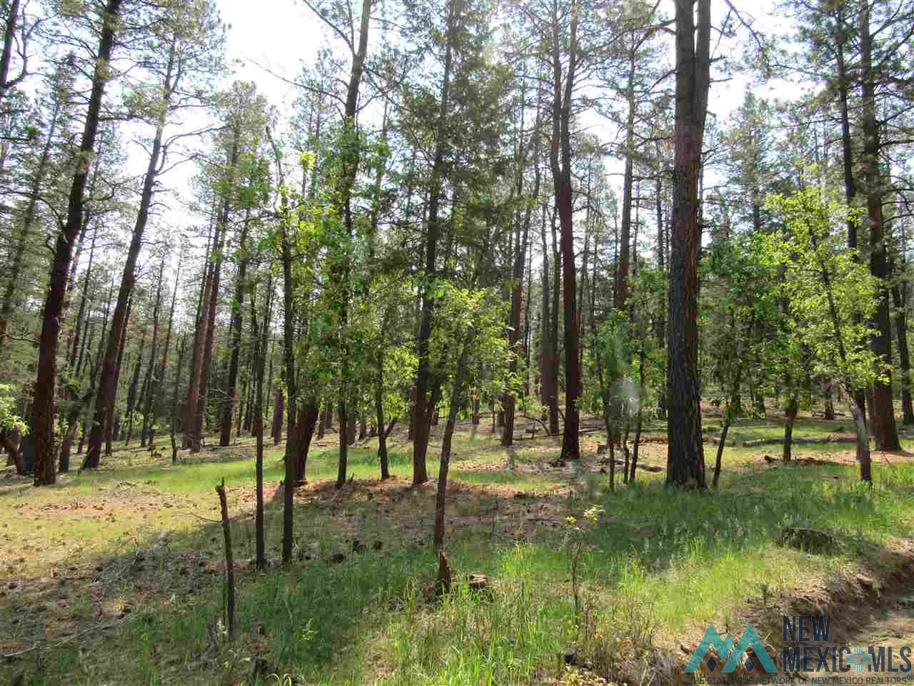 47 48 49 Camino Facil Road, Rociada, New Mexico image 4