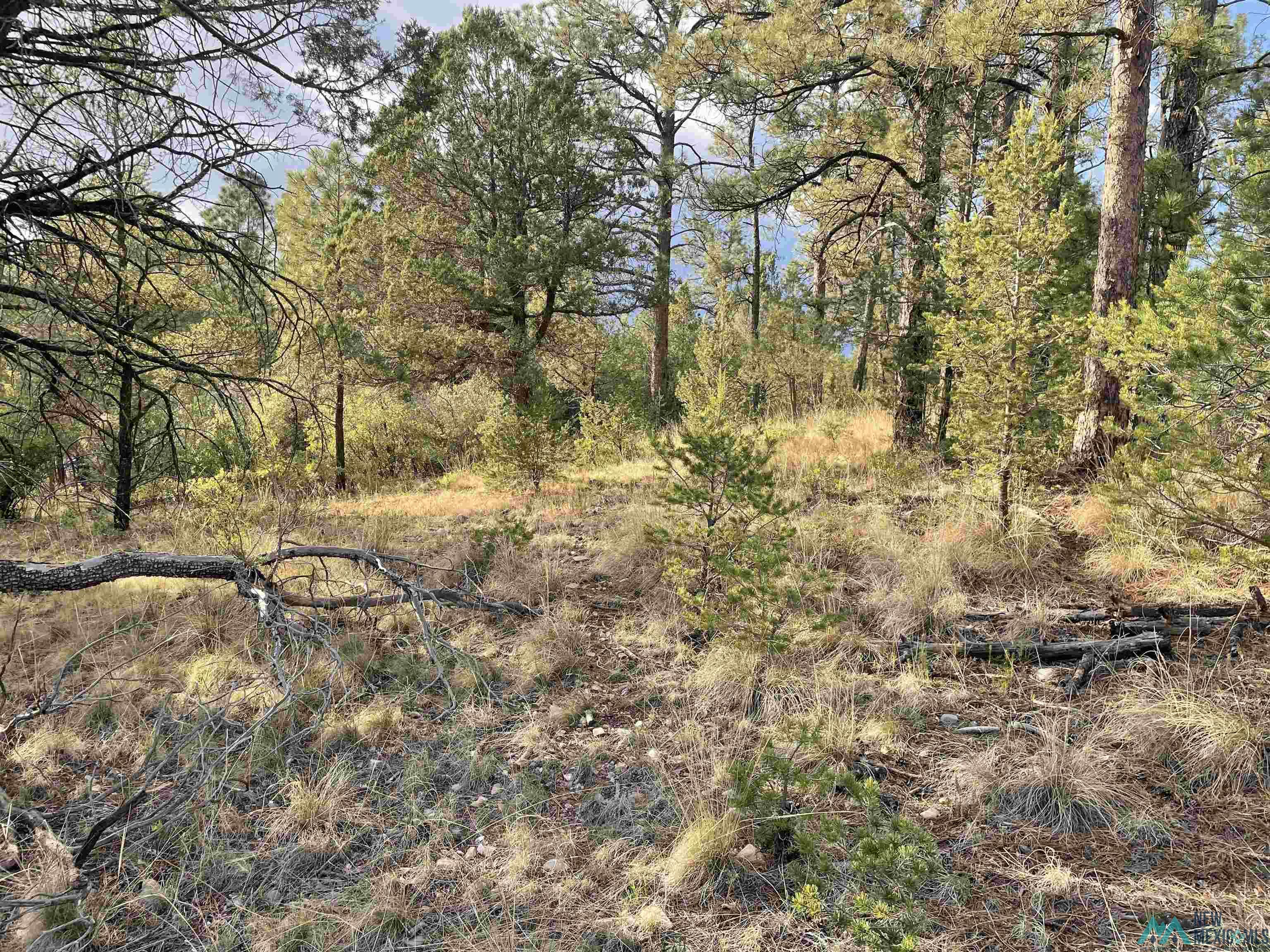 24 Edgewood Drive, Timberon, New Mexico image 5