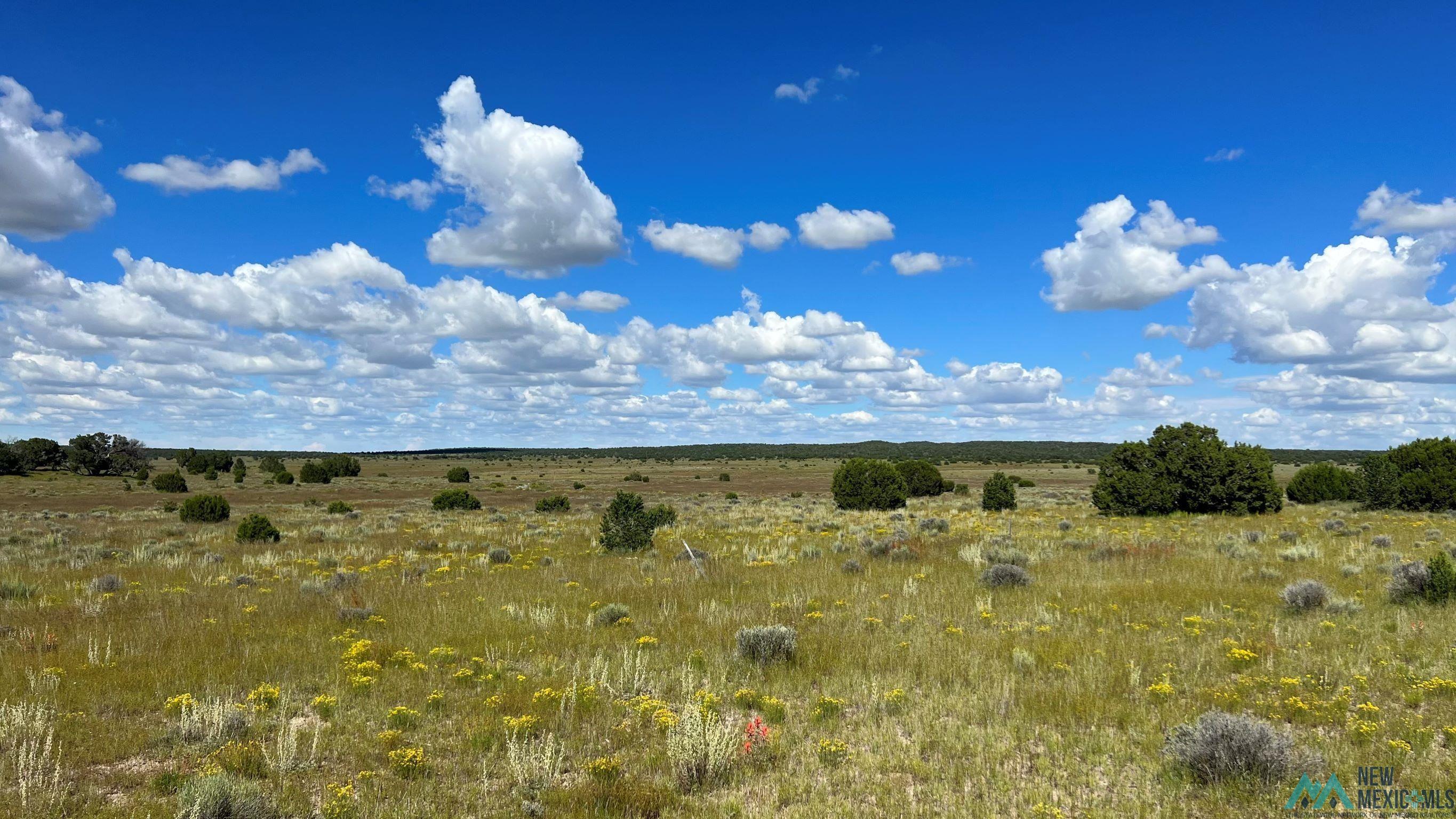 Buckhorn Circle, Pie Town, New Mexico image 9