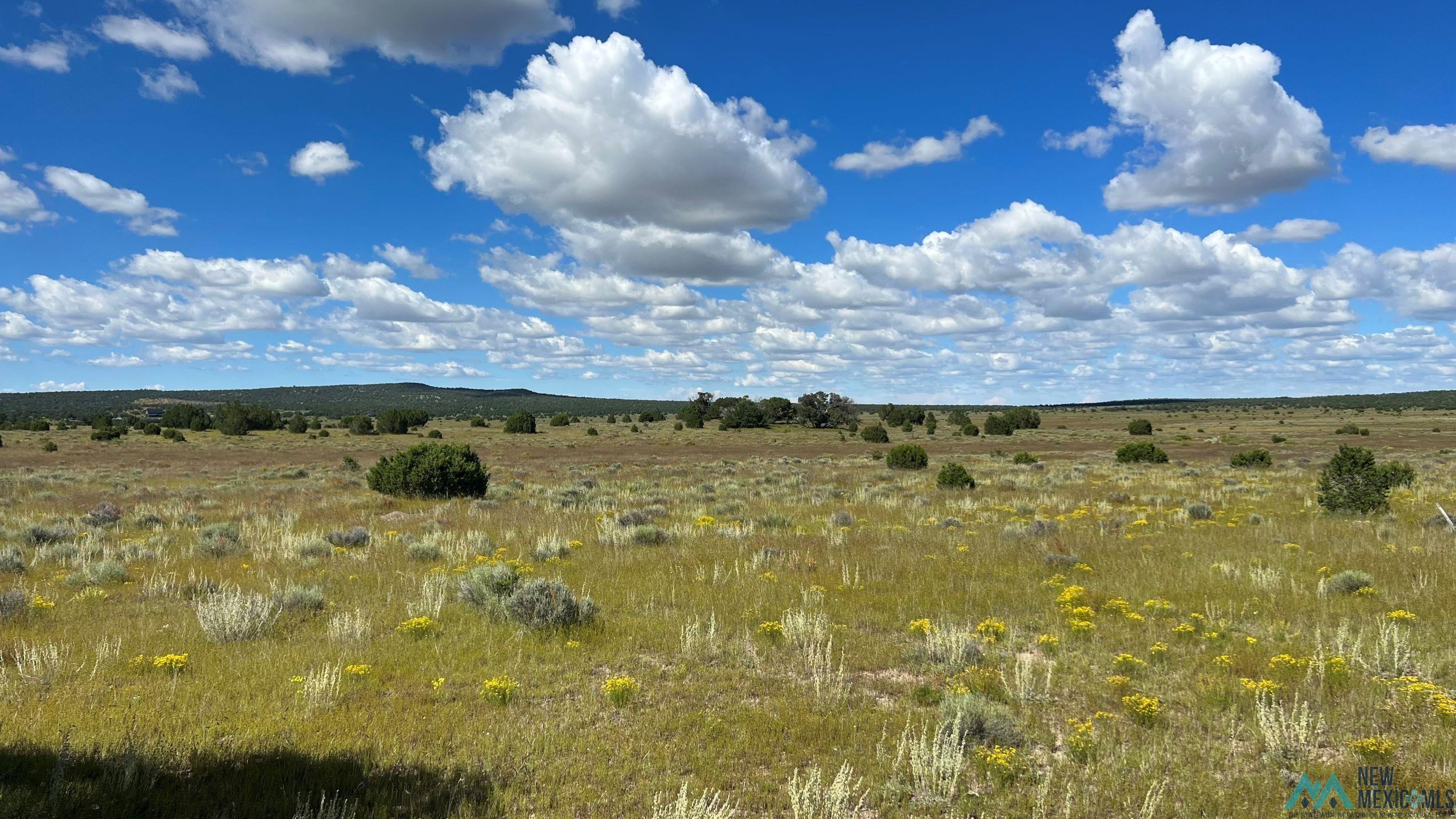 Buckhorn Circle, Pie Town, New Mexico image 8