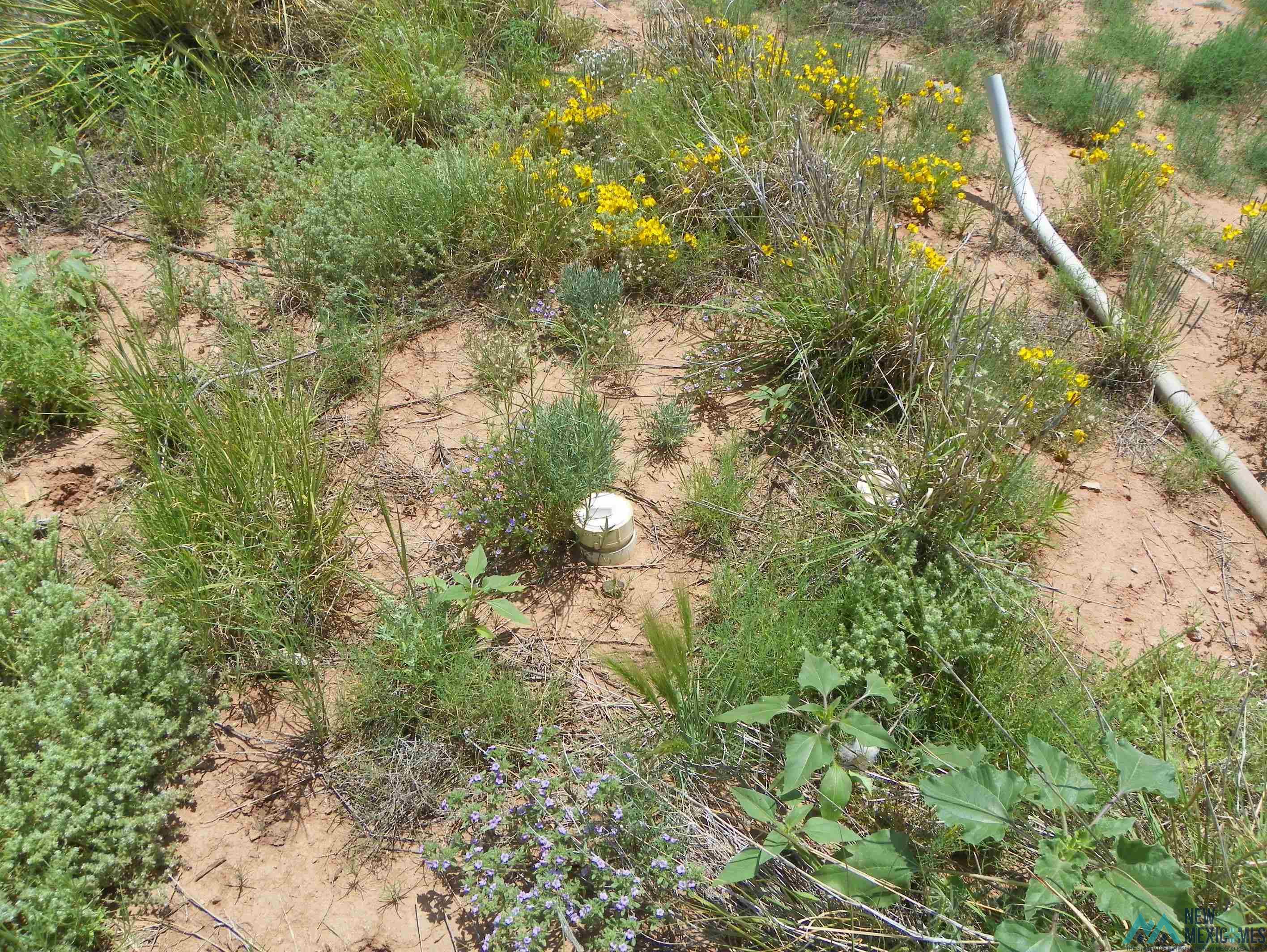 195 Hidden Place, Conchas Dam, Texas image 8