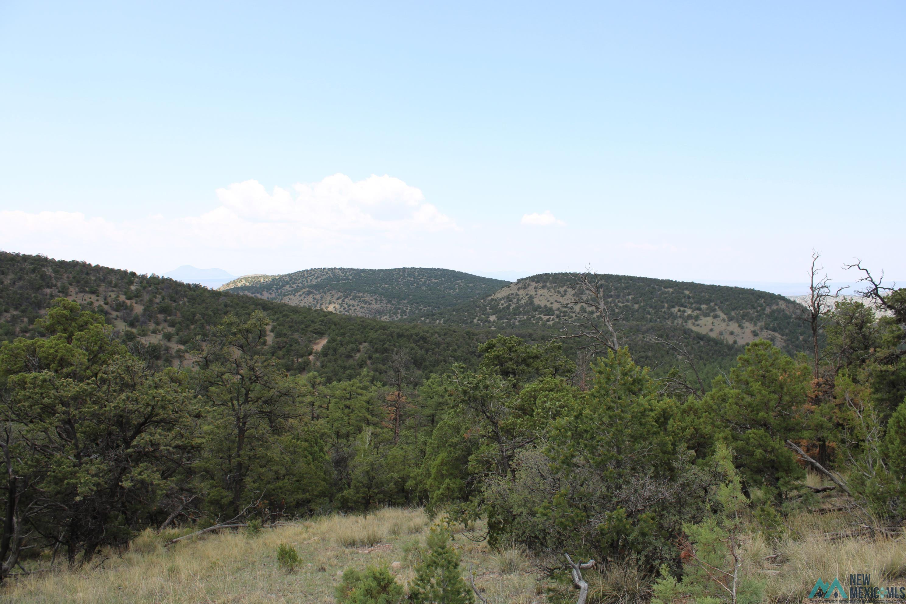 Elk Haven Forest Road 234, Magdalena, Texas image 10