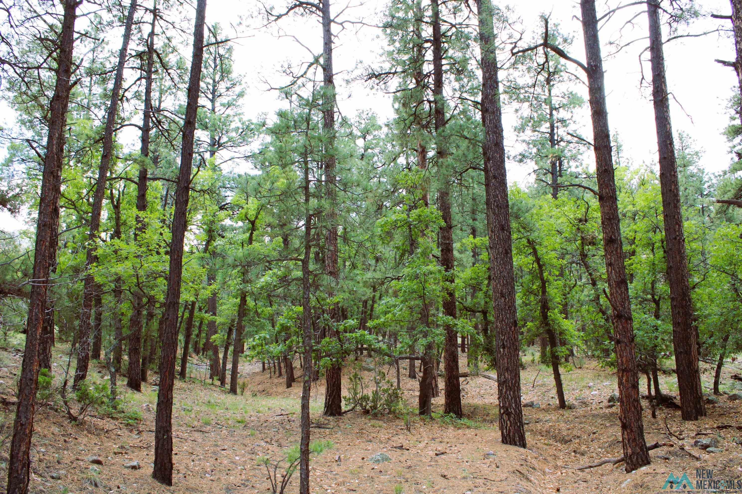 Elk Haven Forest Road 234, Magdalena, Texas image 15