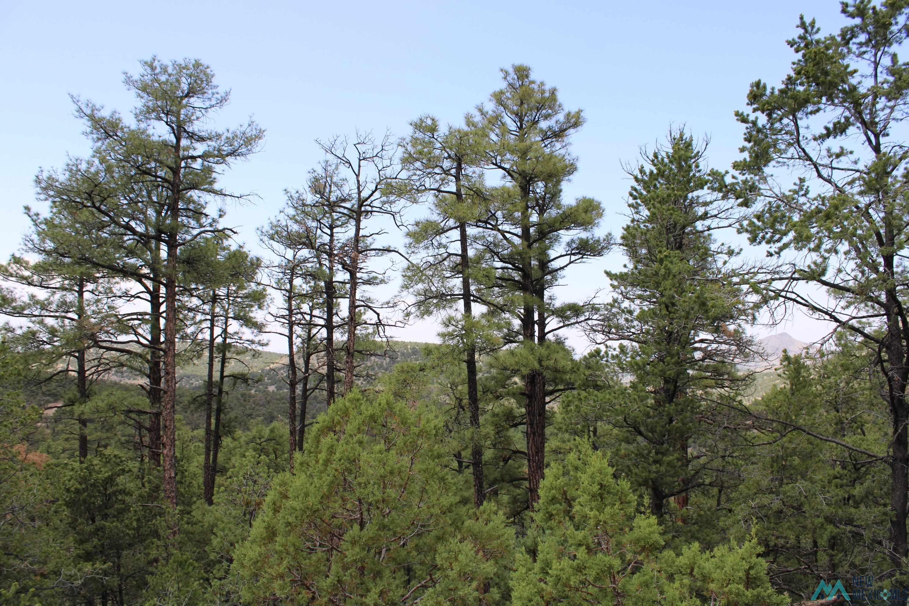 Elk Haven Forest Road 234, Magdalena, Texas image 5