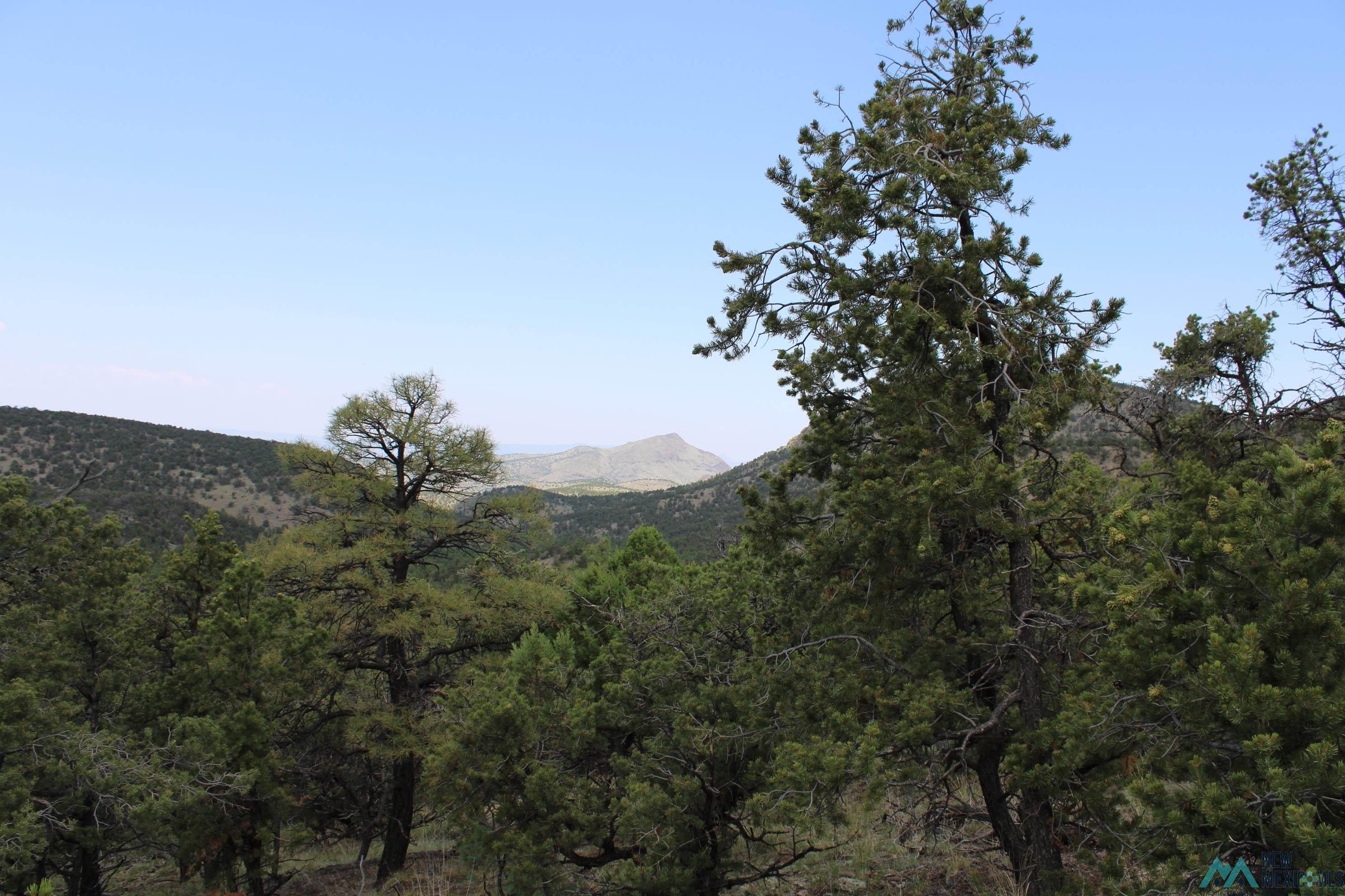 Elk Haven Forest Road 234, Magdalena, Texas image 16