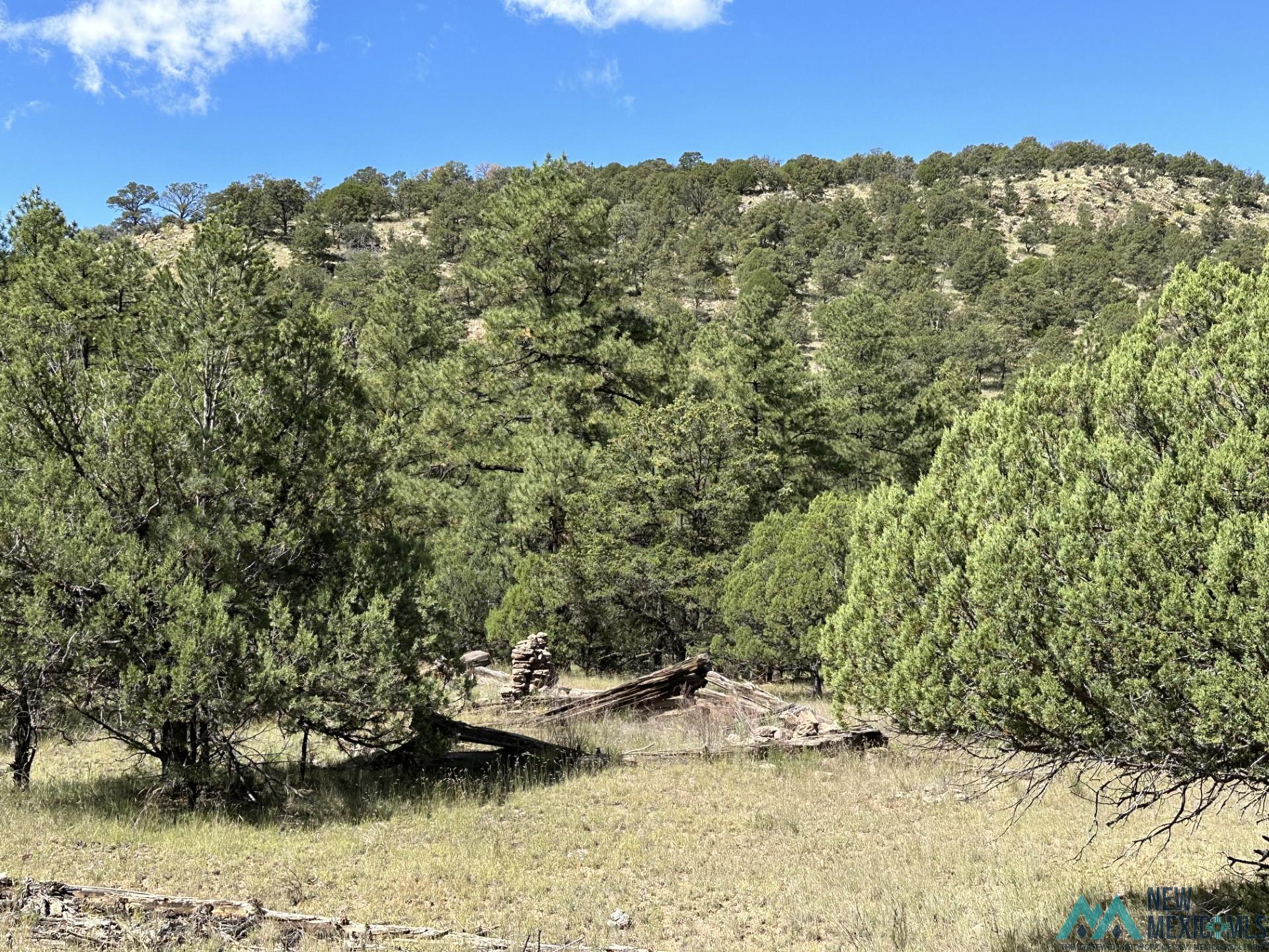 Elk Haven Forest Road 234, Magdalena, Texas image 29