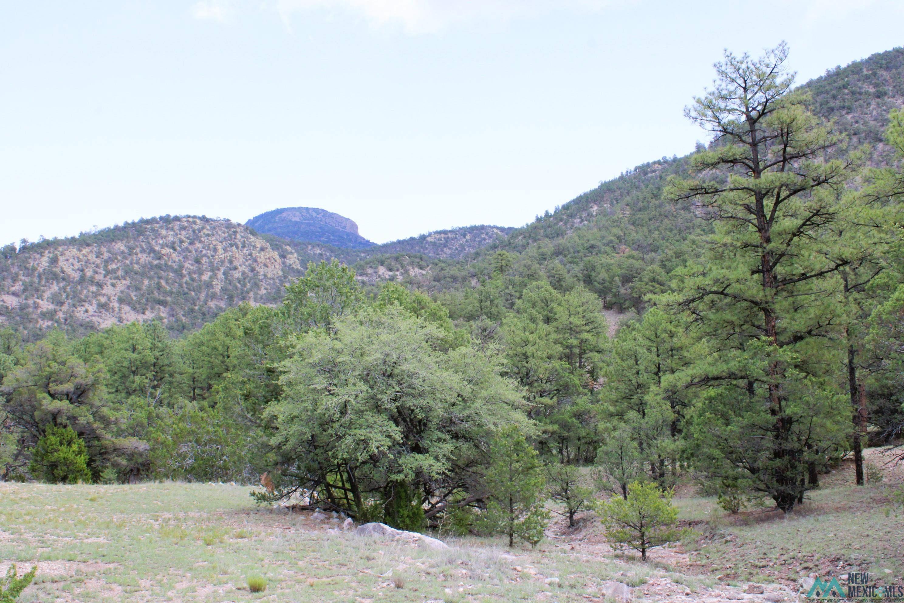 Elk Haven Forest Road 234, Magdalena, Texas image 3