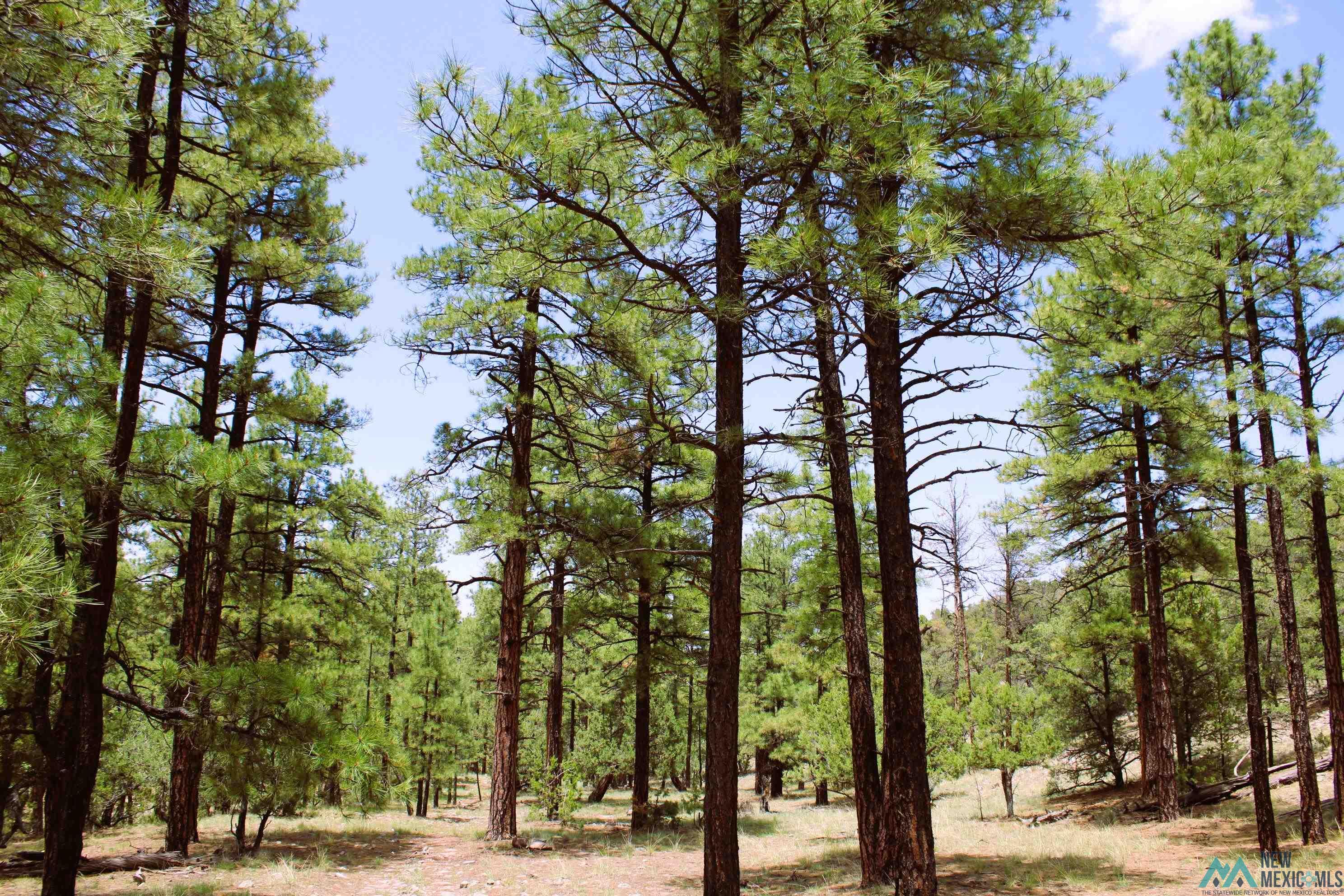 Elk Haven Forest Road 234, Magdalena, Texas image 4