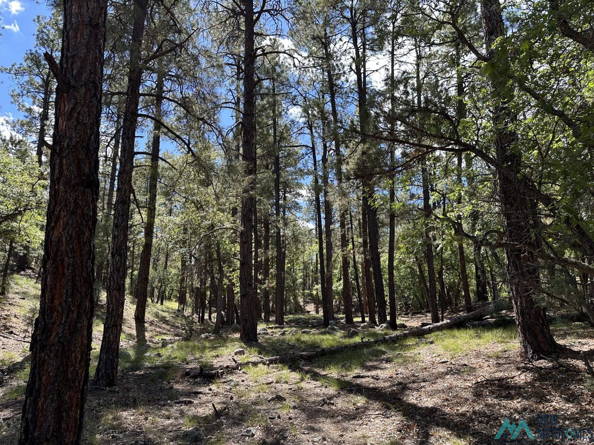 Elk Haven Forest Road 234, Magdalena, Texas image 23