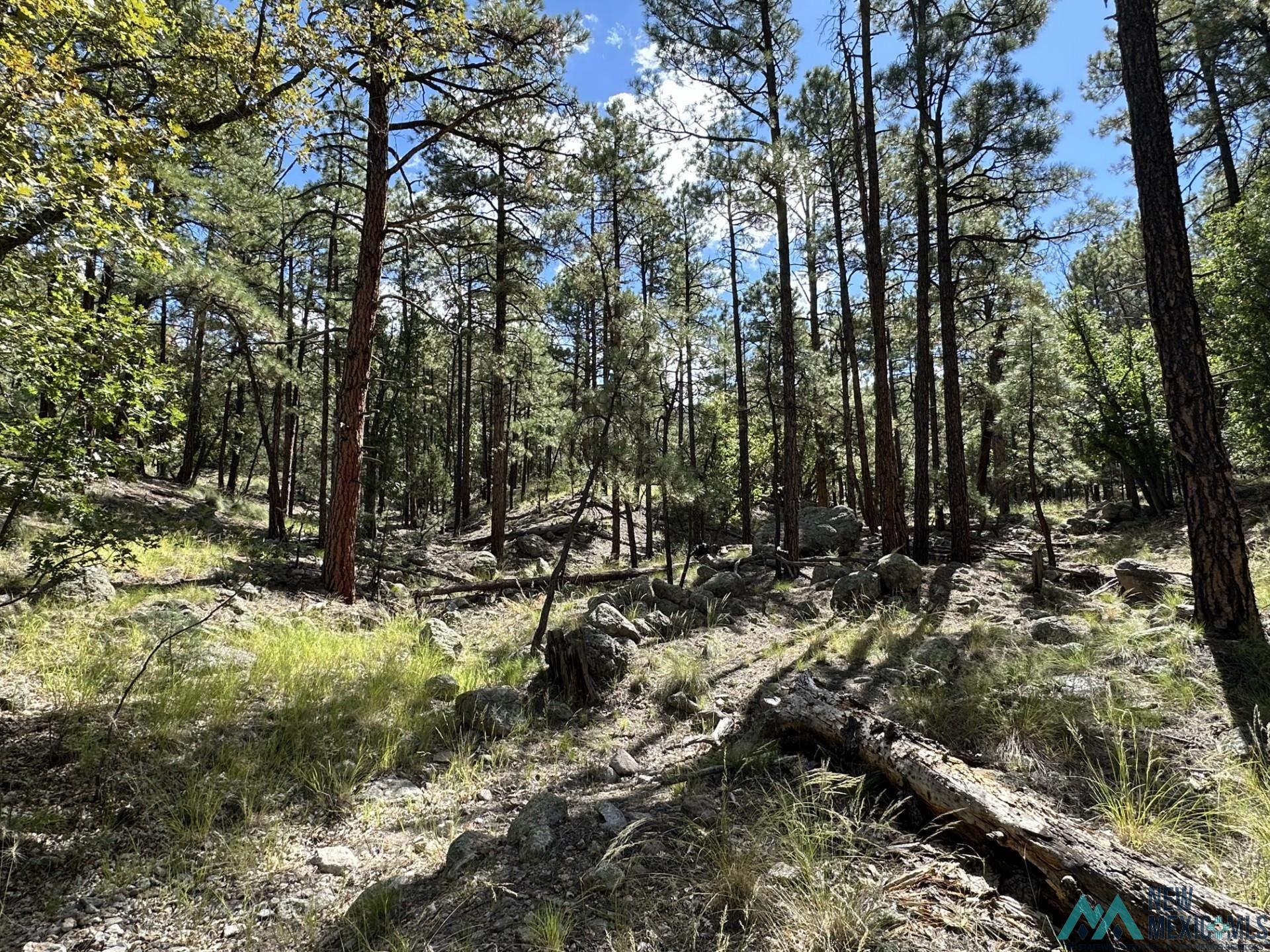 Elk Haven Forest Road 234, Magdalena, Texas image 32