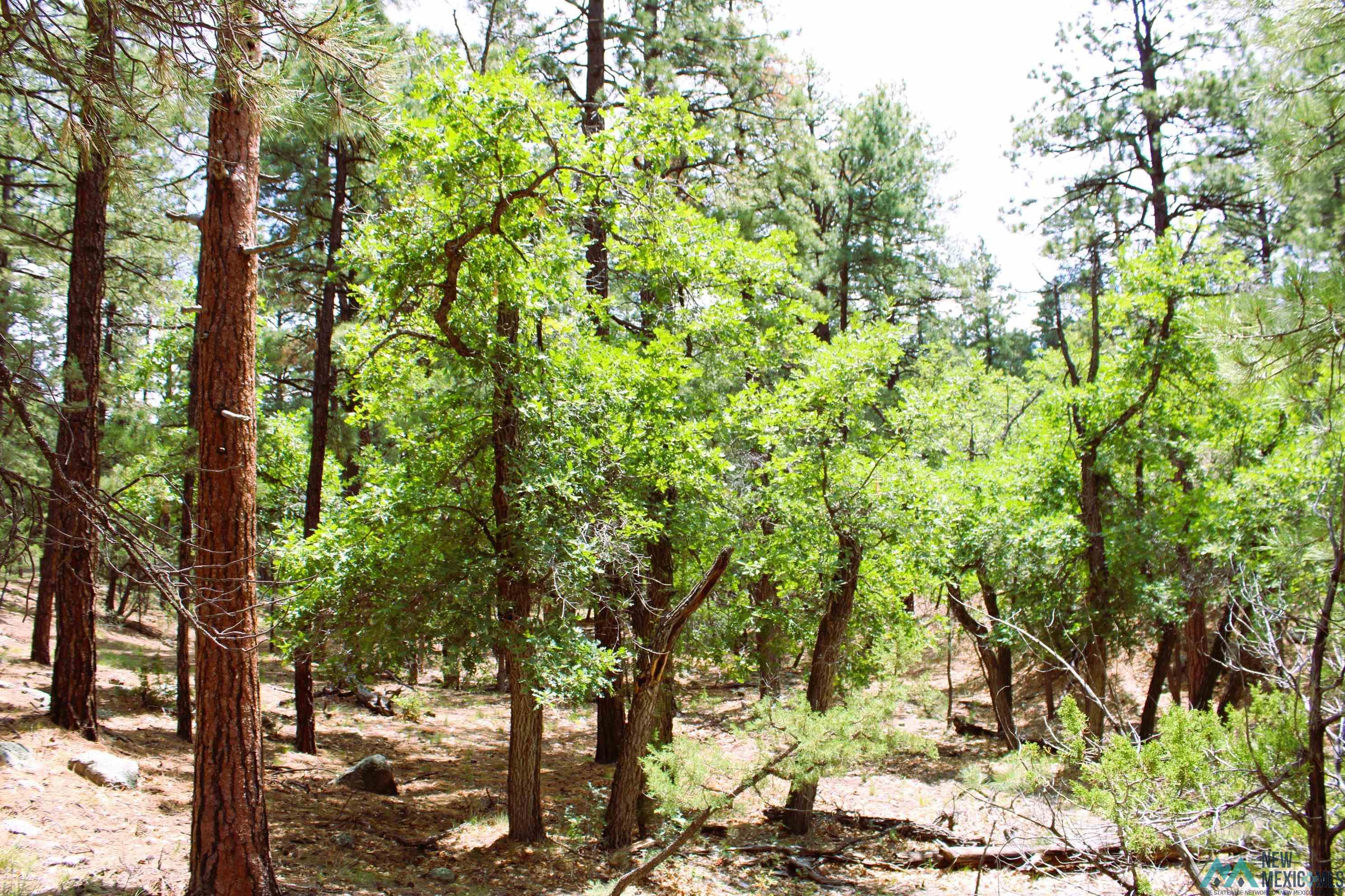 Elk Haven Forest Road 234, Magdalena, Texas image 14