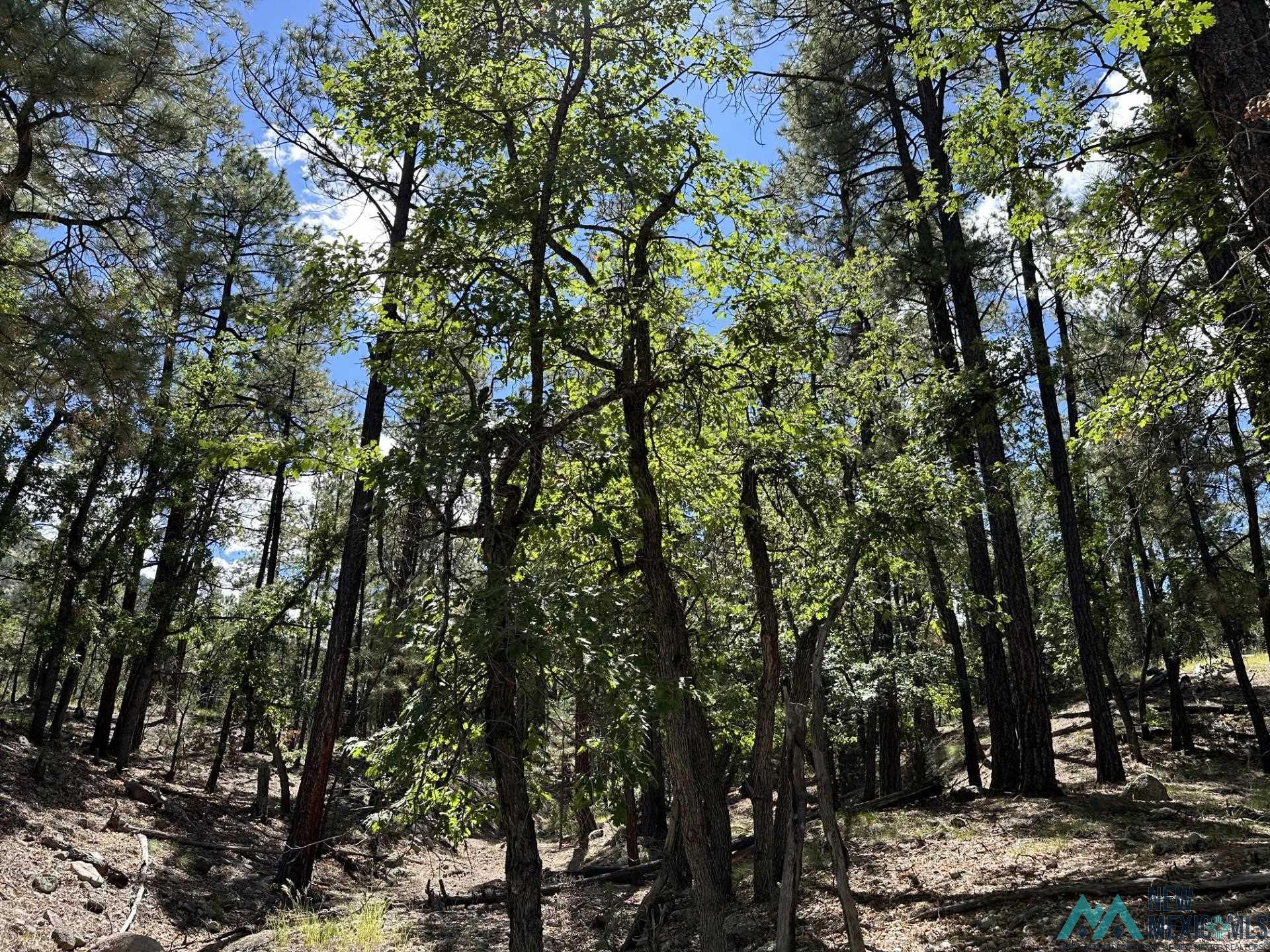 Elk Haven Forest Road 234, Magdalena, Texas image 22