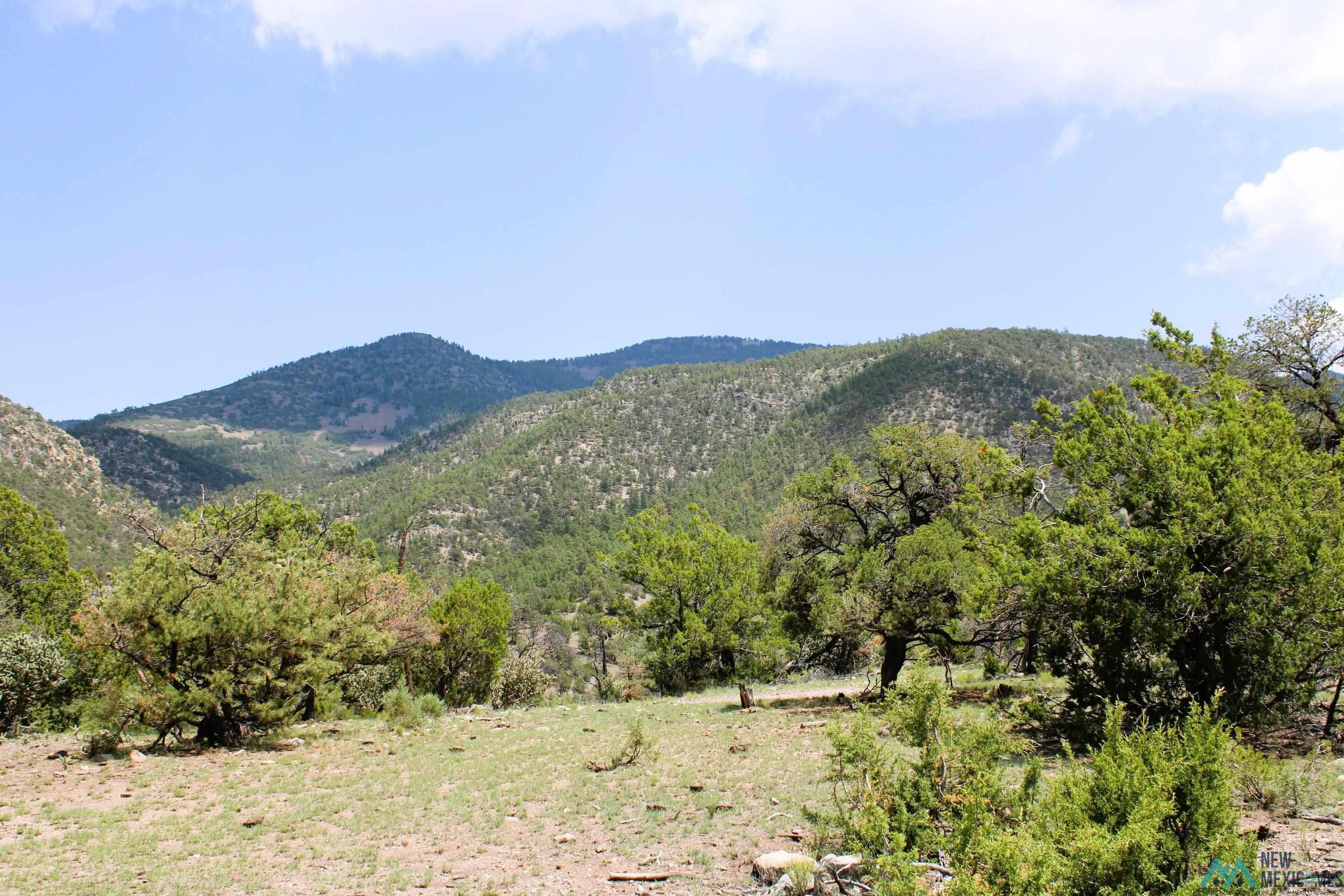 Elk Haven Forest Road 234, Magdalena, Texas image 20