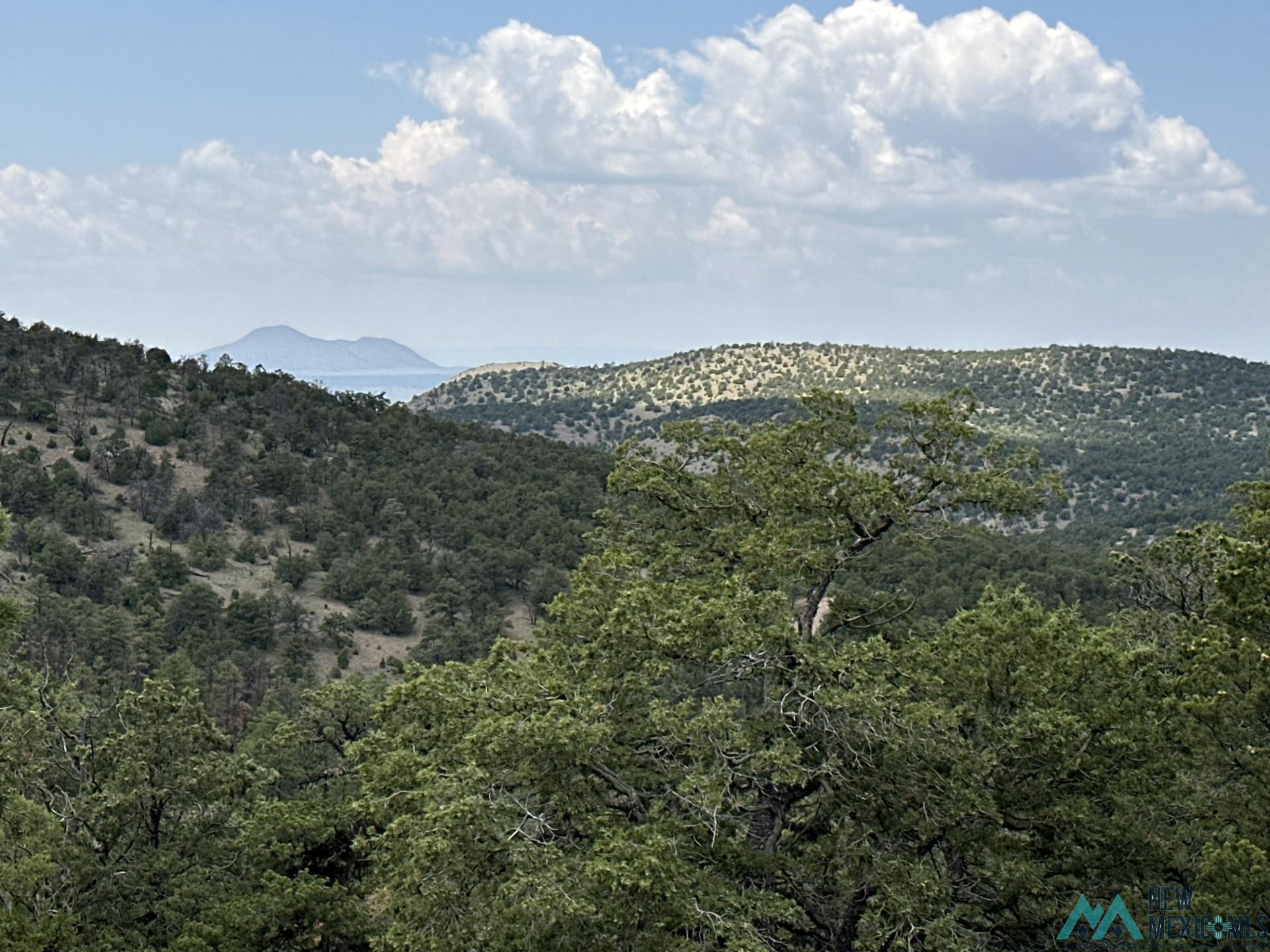 Elk Haven Forest Road 234, Magdalena, Texas image 21