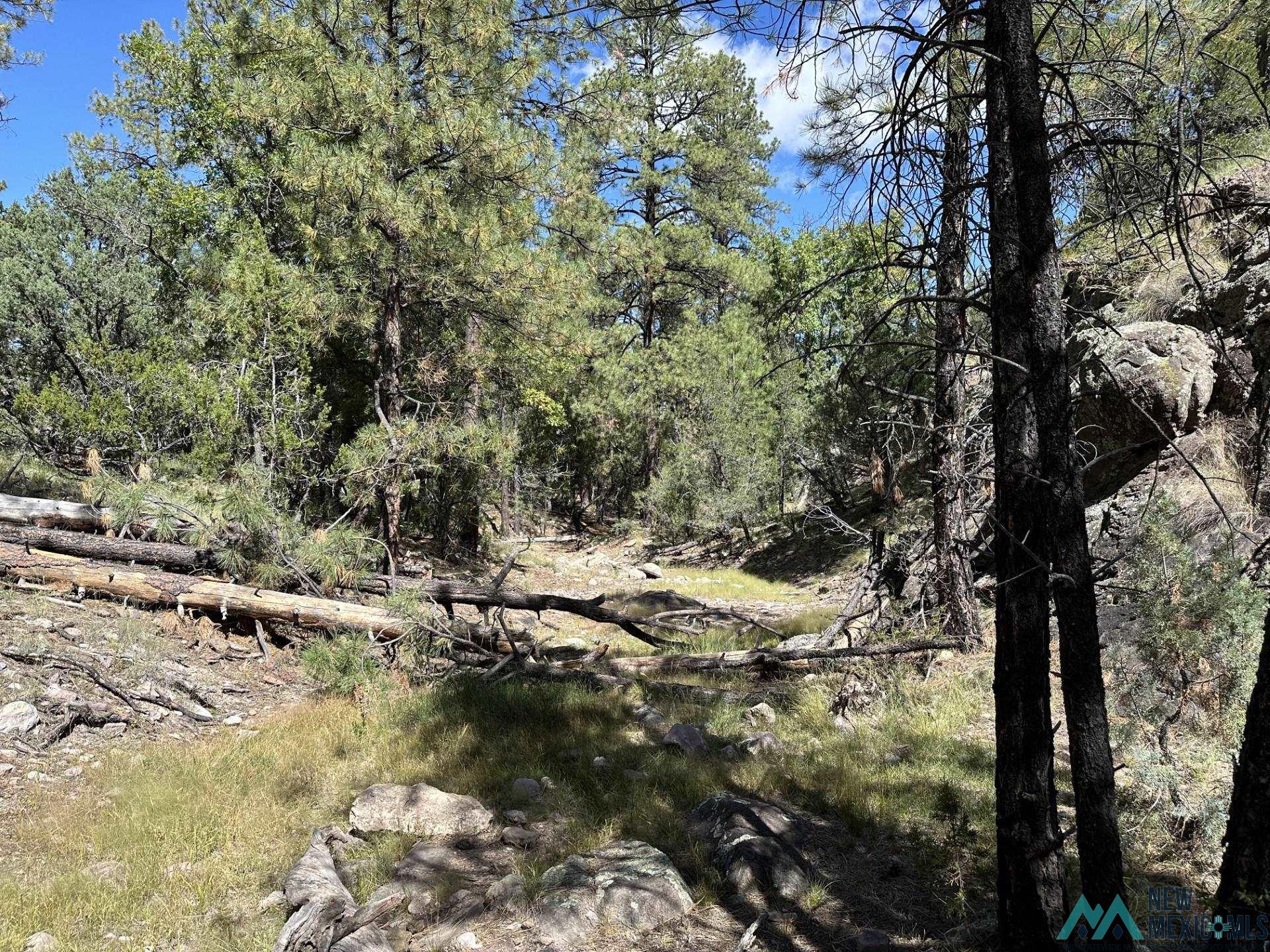 Elk Haven Forest Road 234, Magdalena, Texas image 33